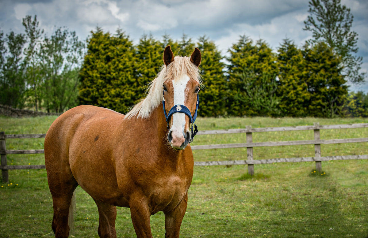 Heavy Horse Rugs: Broad Fit vs Regular Fit