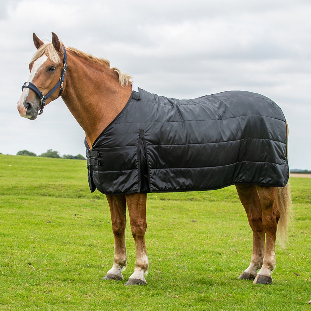 Horse wearing a black quilted blanket standing in a grassy field.