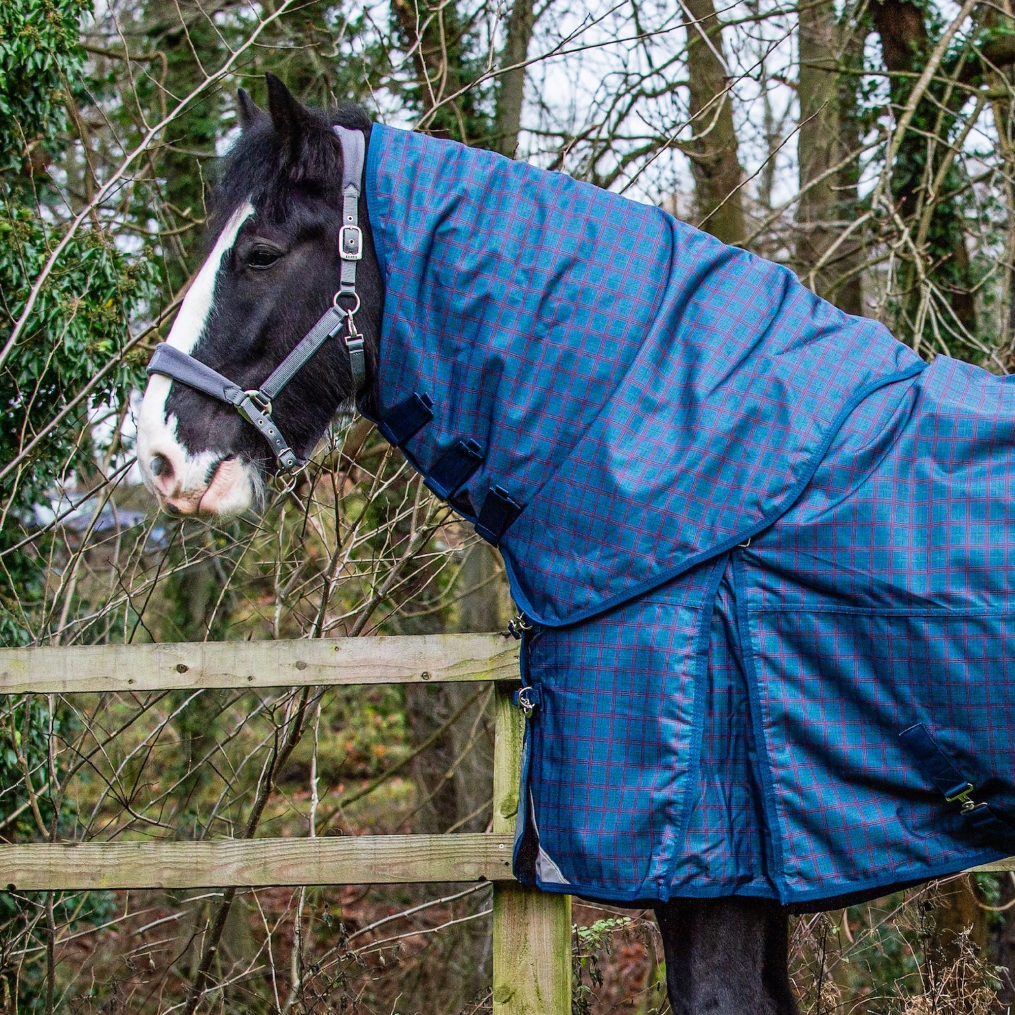 Horse wearing a blue blanket standing in a grassy area with a wooden fence and trees in the background.