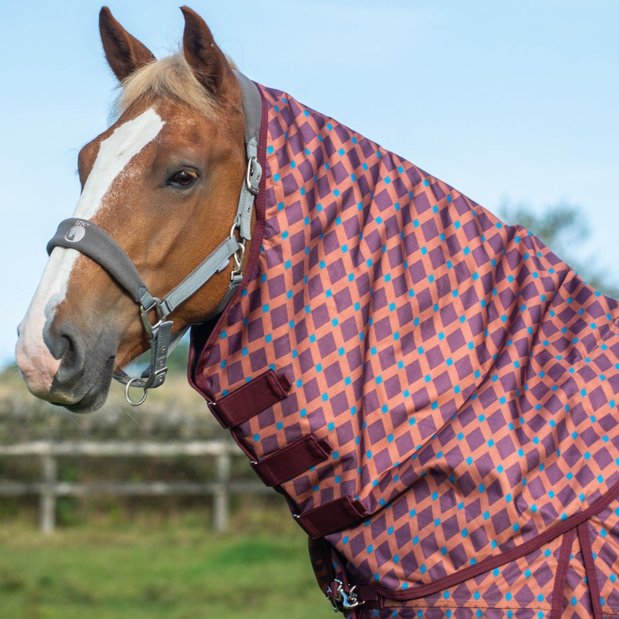 Horse wearing a patterned turnout rug in an outdoor setting