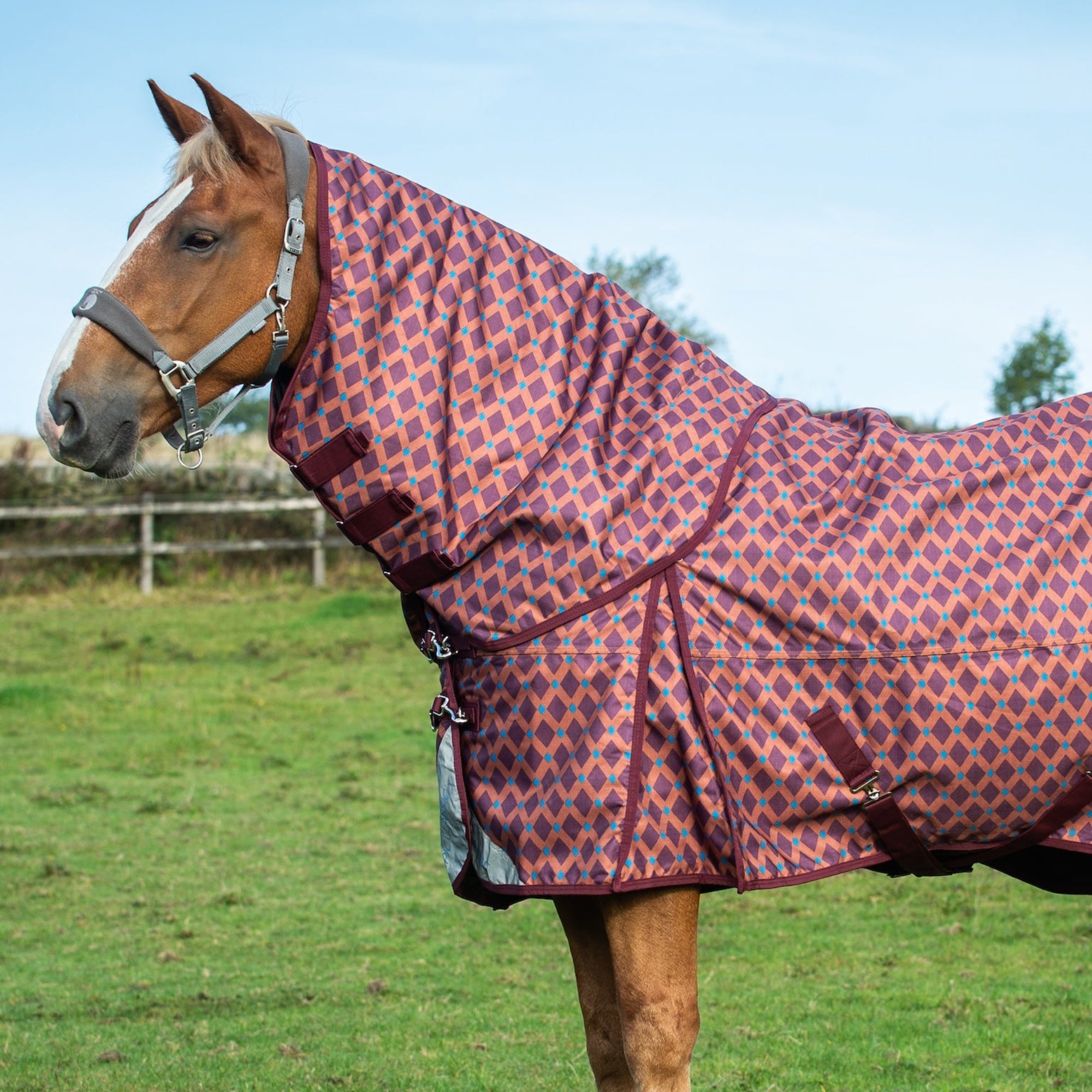 Horse wearing a patterned rug in an outdoor setting