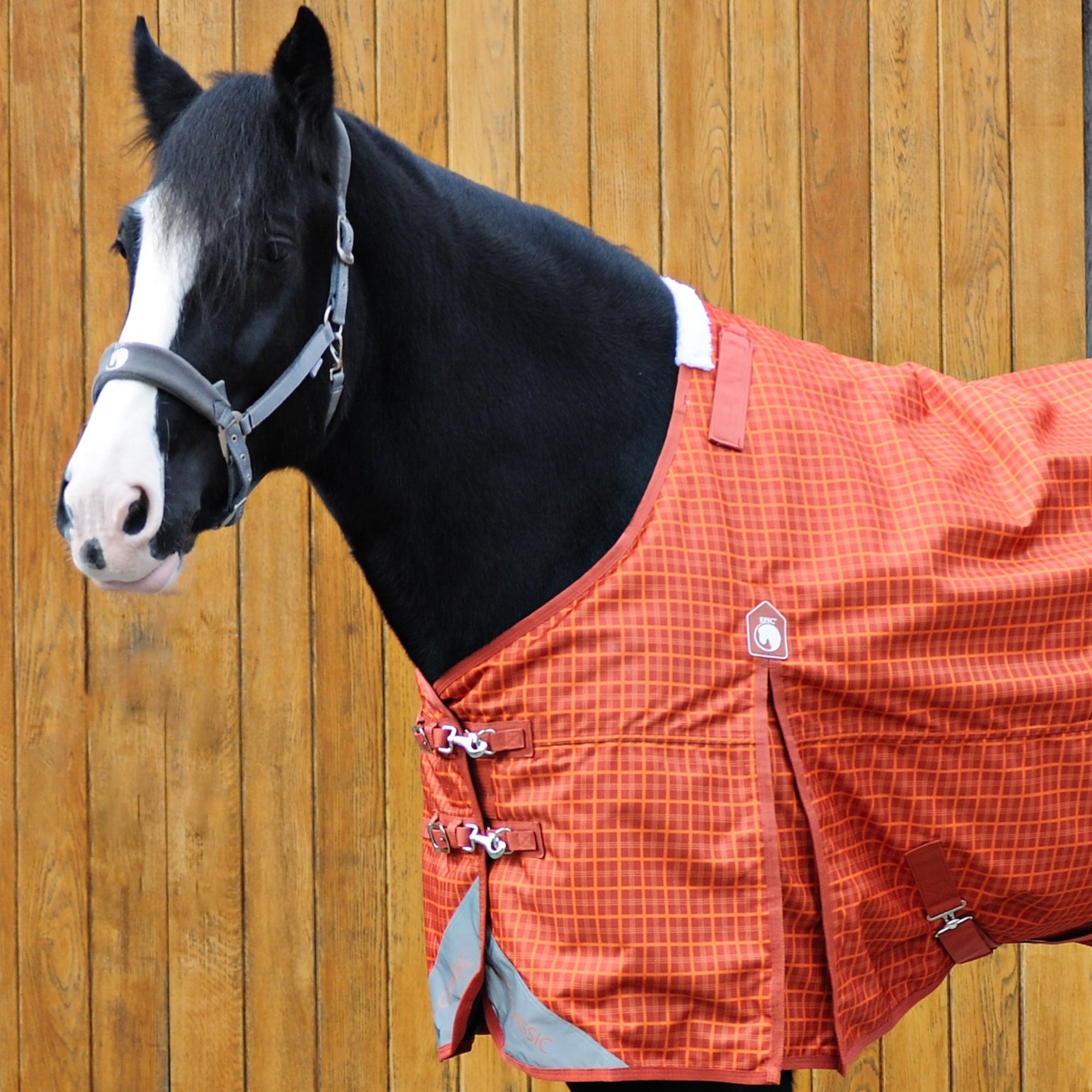 Horse wearing an orange blanket against a wooden fence