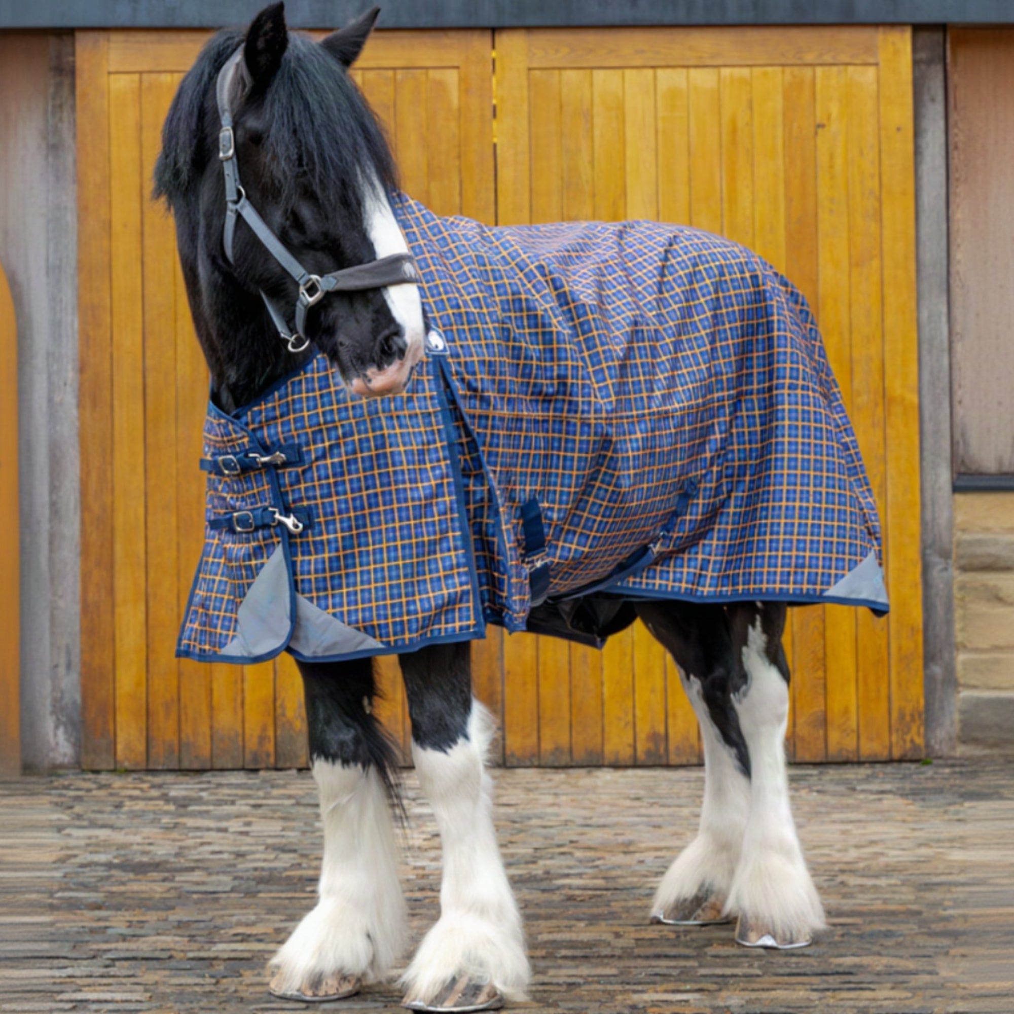 Horse wearing a blue plaid blanket standing in front of a wooden stable door.