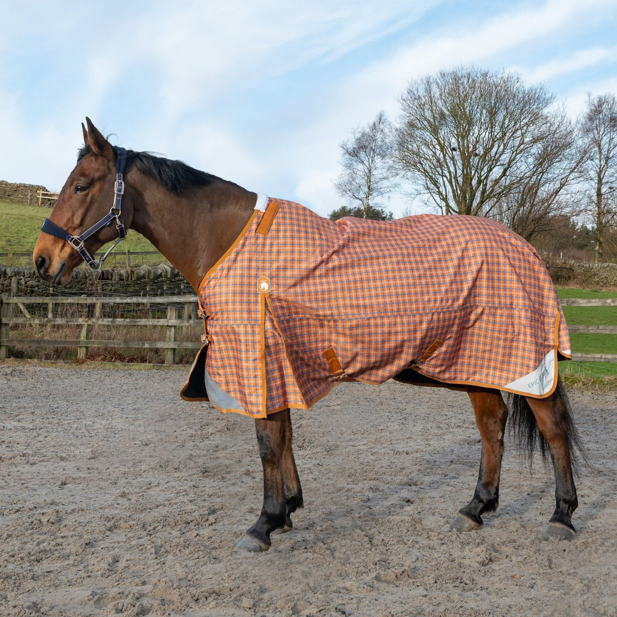 Horse wearing a checkered rug in an outdoor setting with trees and sky.