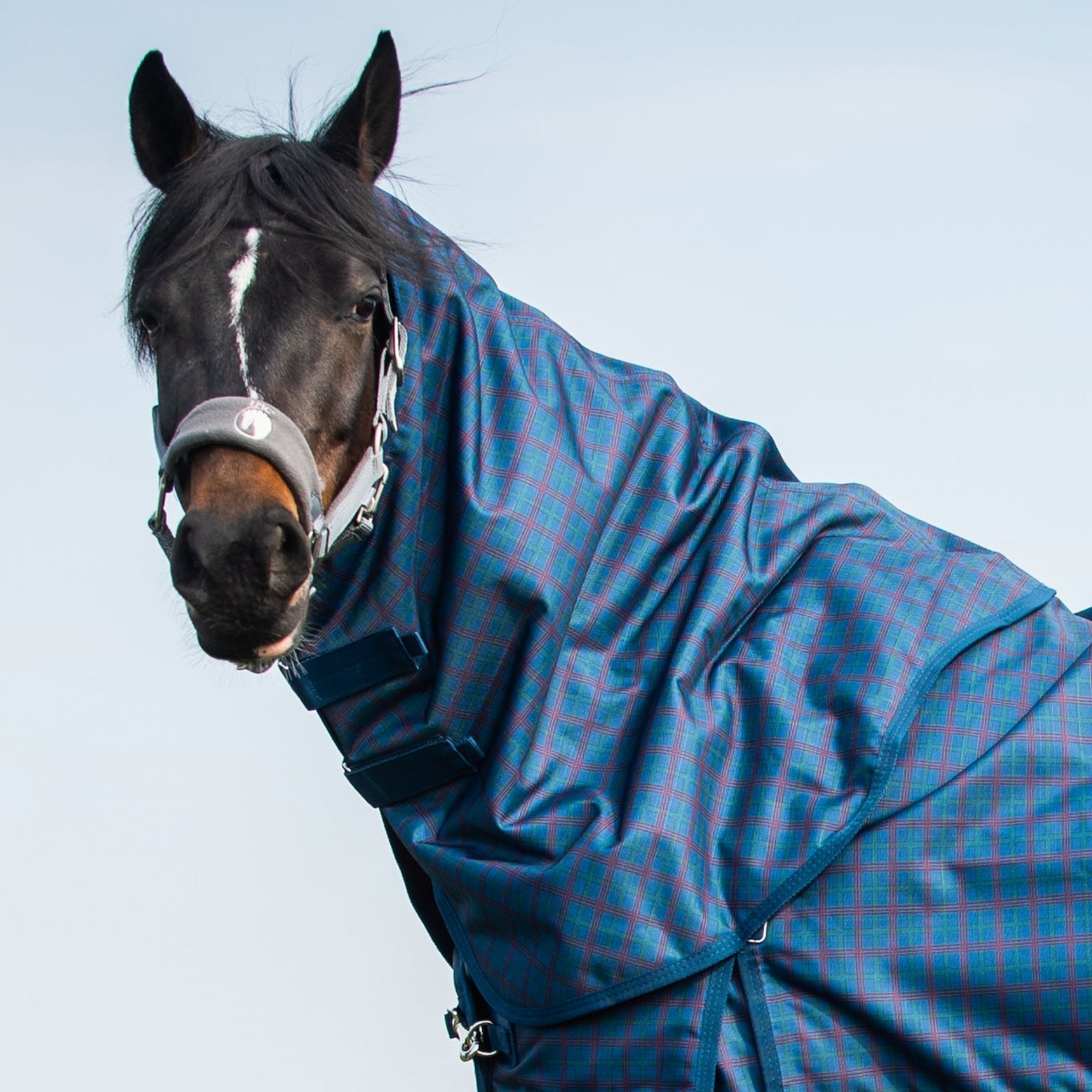 Horse wearing a blue and red checkered rug in an outdoor setting