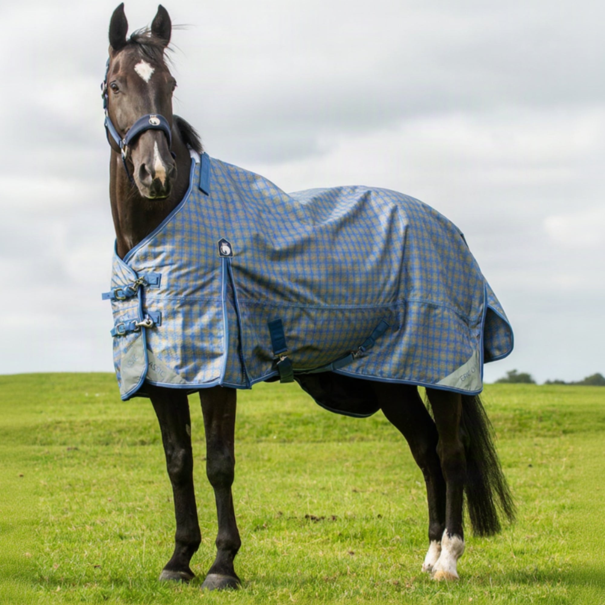 Horse wearing a blue checkered rug in a grassy field
