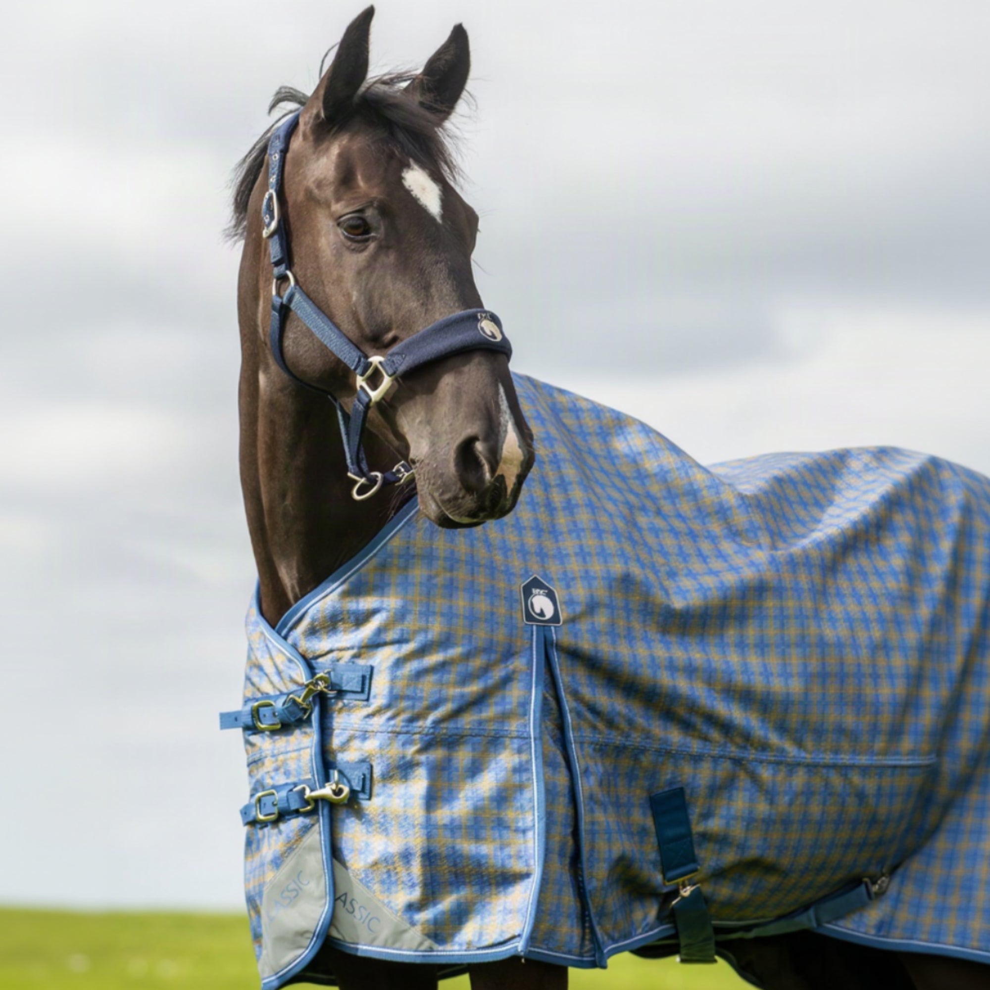 Horse wearing a blue checkered rug in an outdoor setting