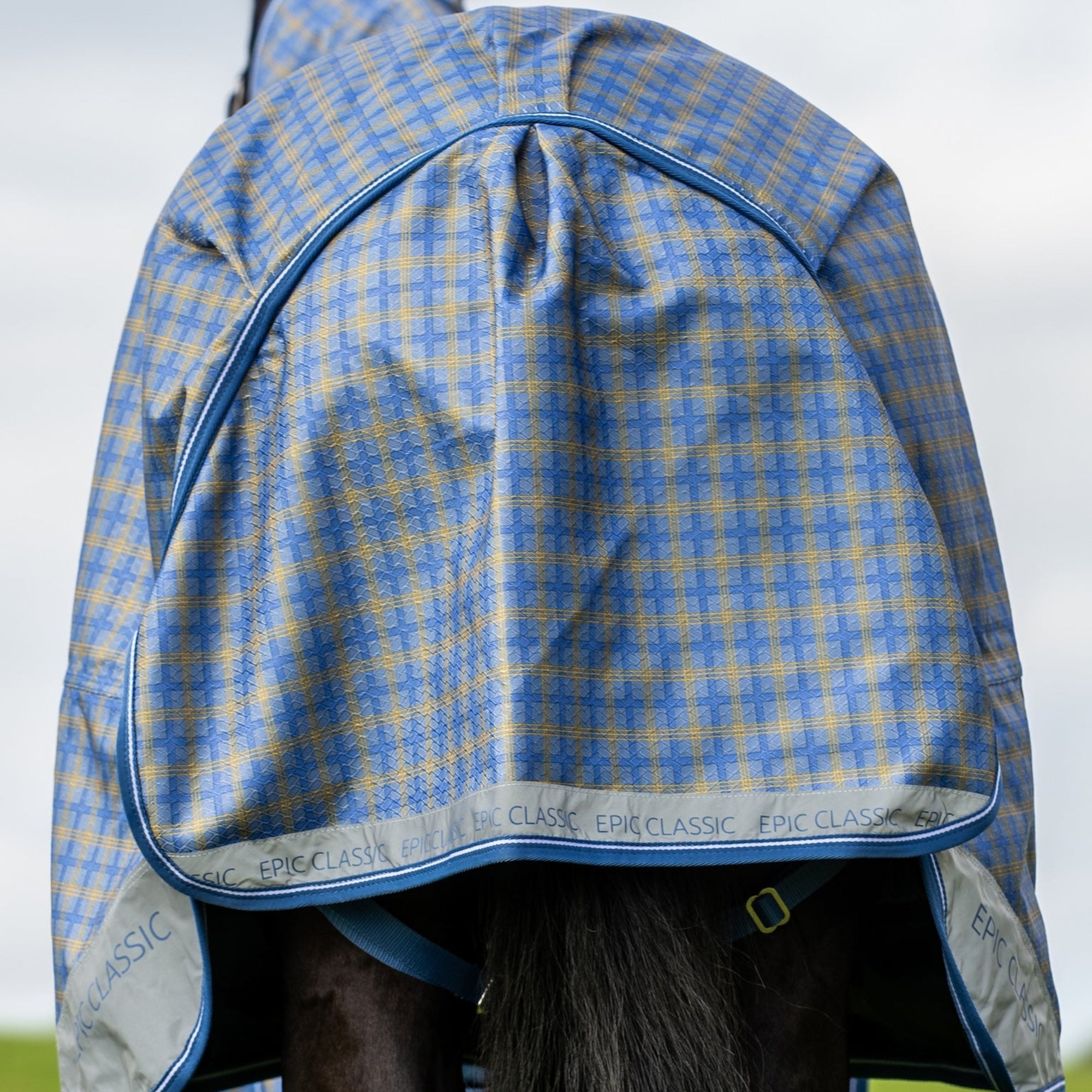 Horse wearing a blue and yellow checkered blanket with a white background