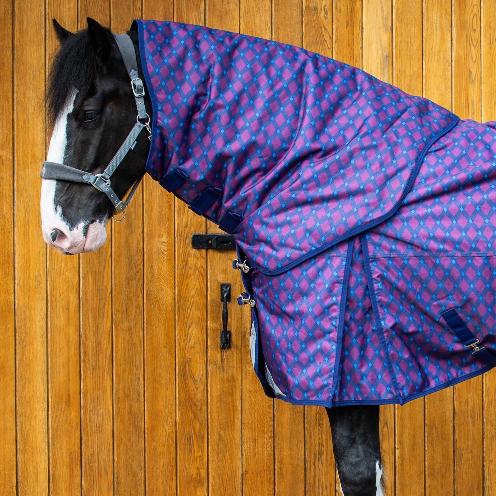 Horse wearing a purple and blue patterned rug against a wooden stable door.