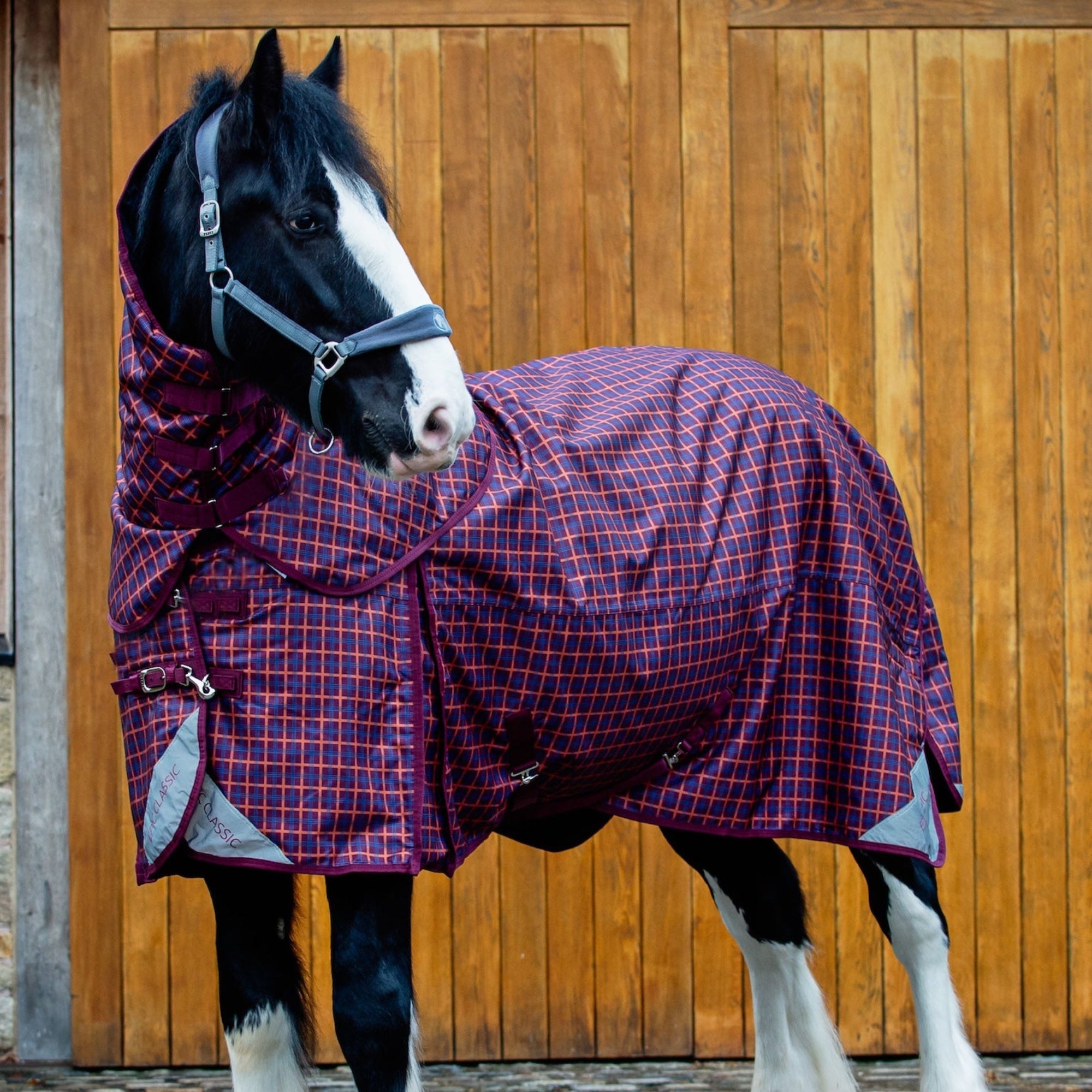Horse wearing a purple plaid blanket in front of a wooden stable door.