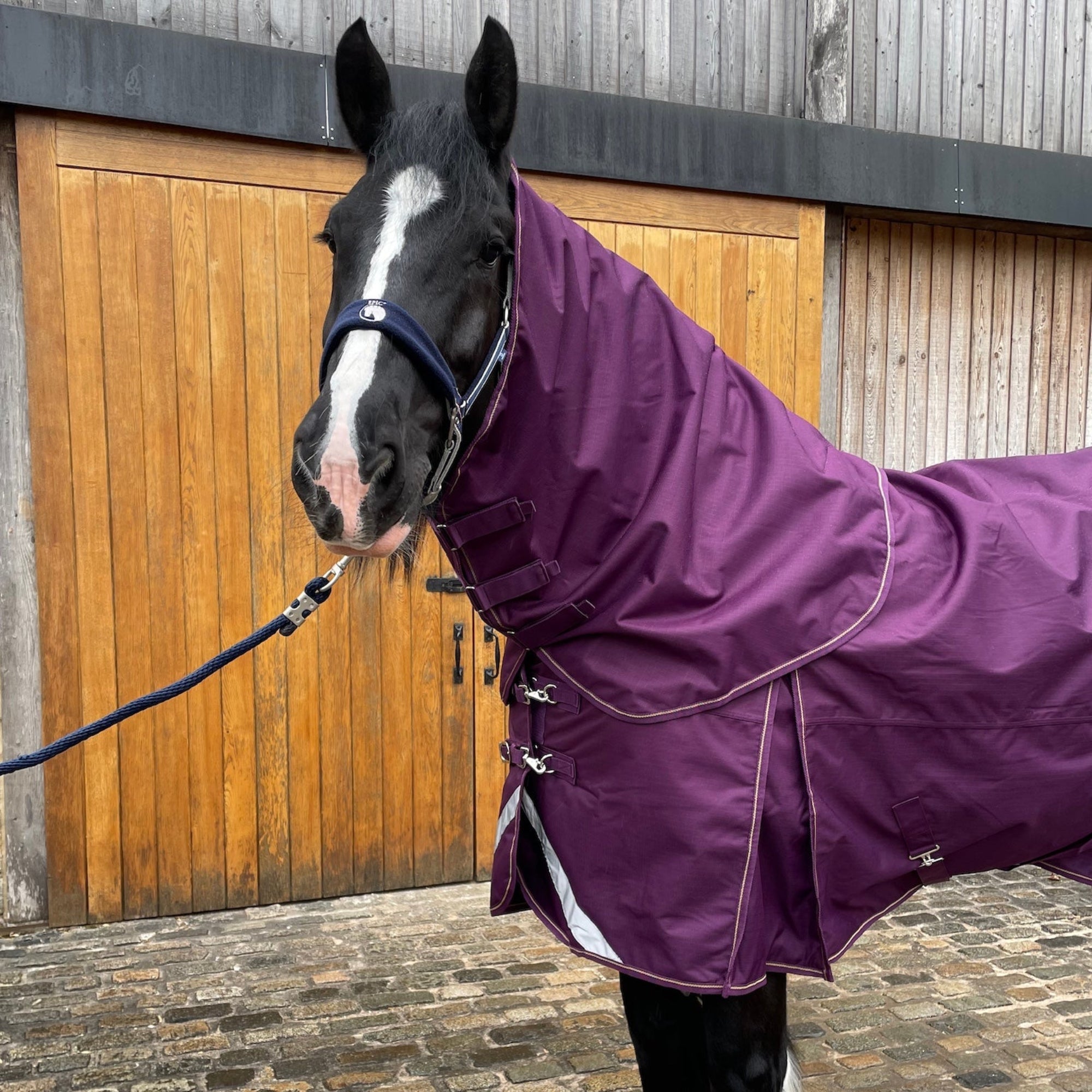 Horse wearing a purple rug standing on a stone ground with wooden doors in the background