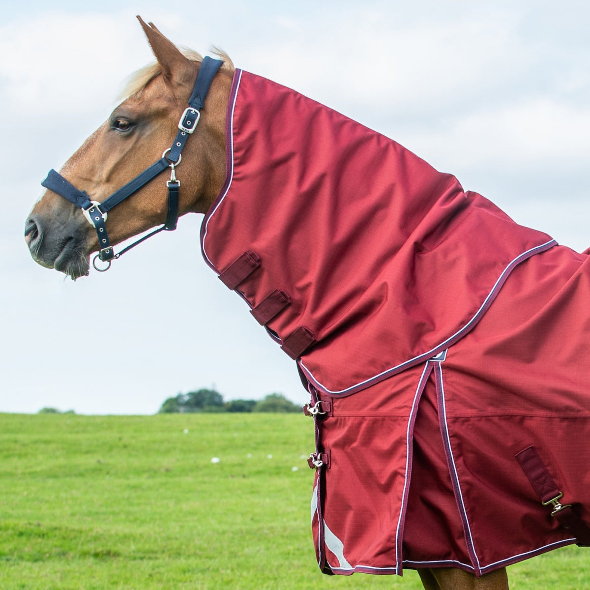 Horse wearing a red blanket in a grassy field