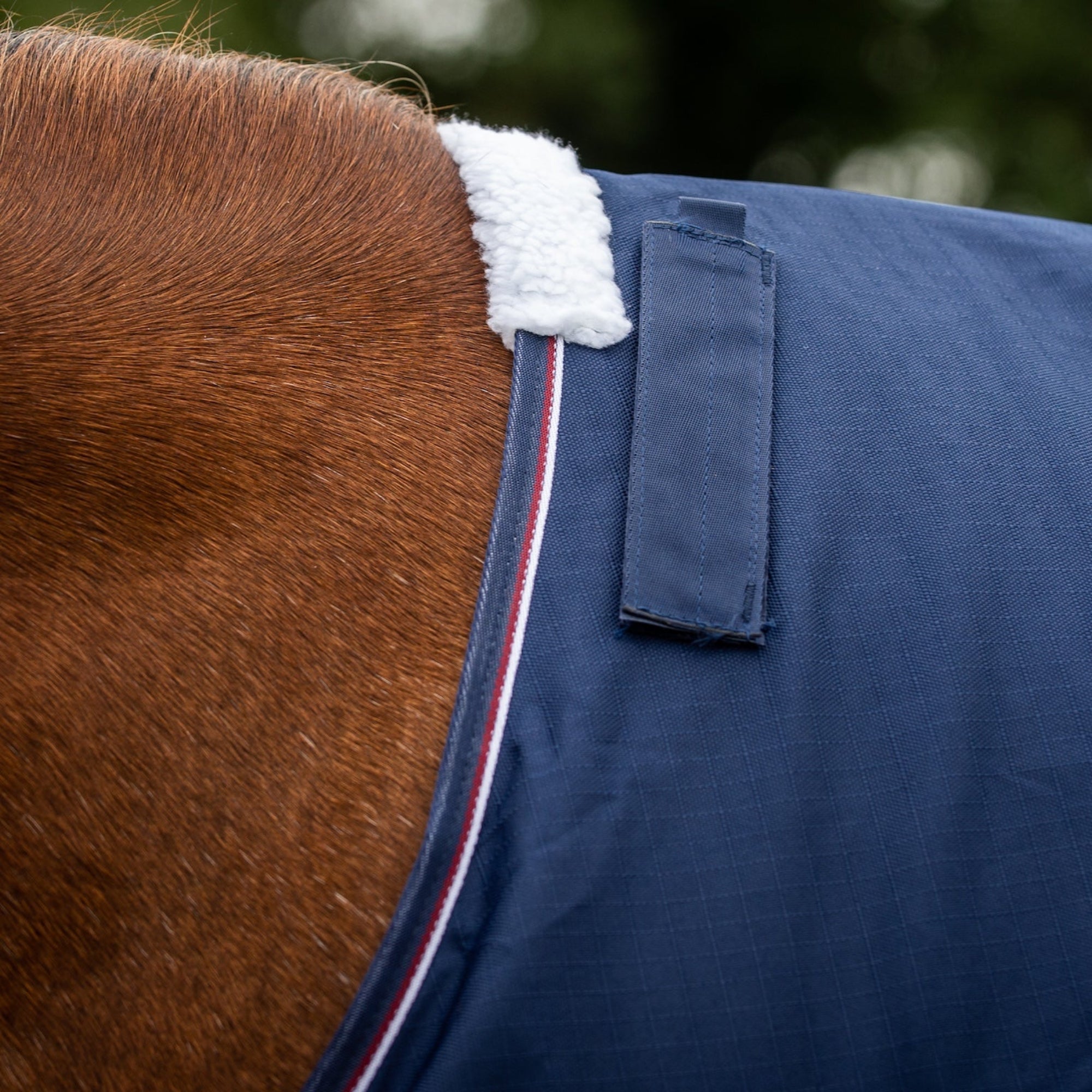 Close-up of a horse wearing a blue blanket with white trim.