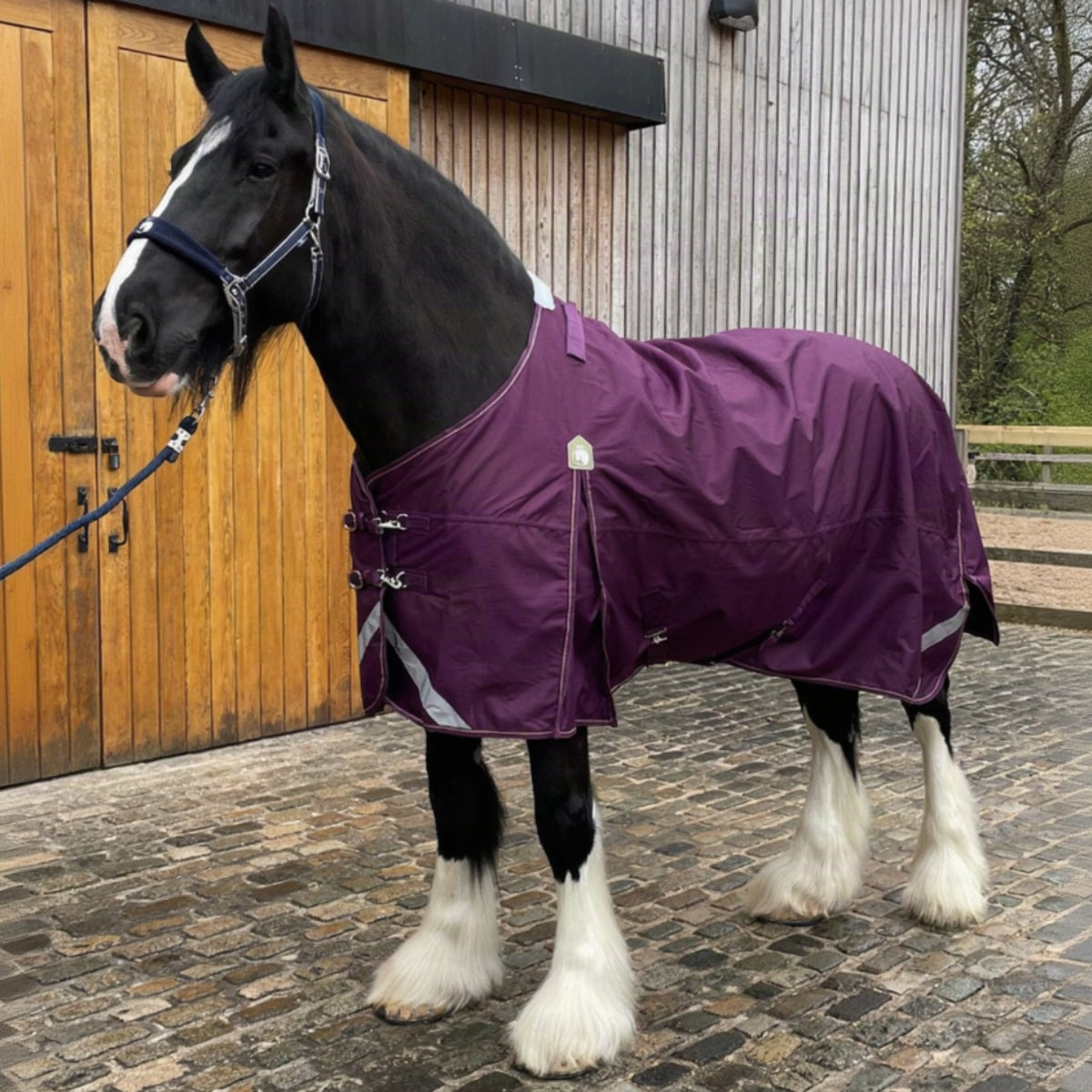 Horse wearing a purple rug standing on a cobblestone surface in front of a wooden building.
