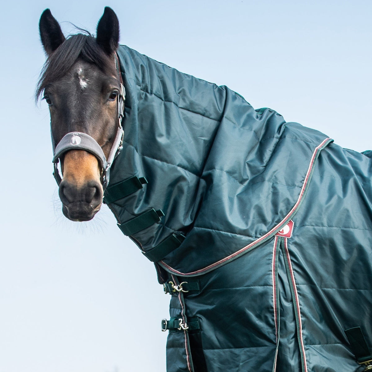 Horse wearing a green blanket in an open field with a clear sky.