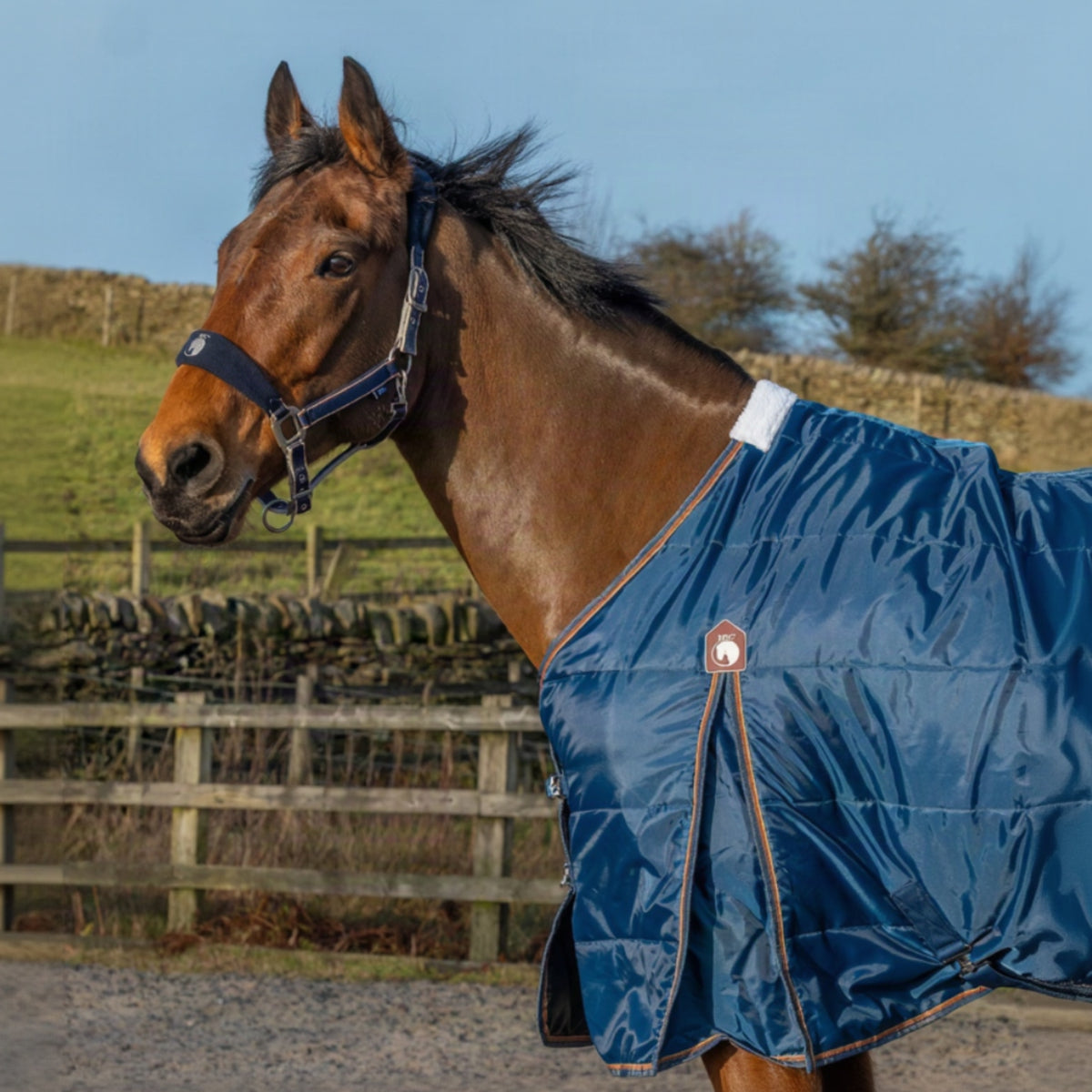 Horse wearing a blue rug in an outdoor setting with a wooden fence and grass.