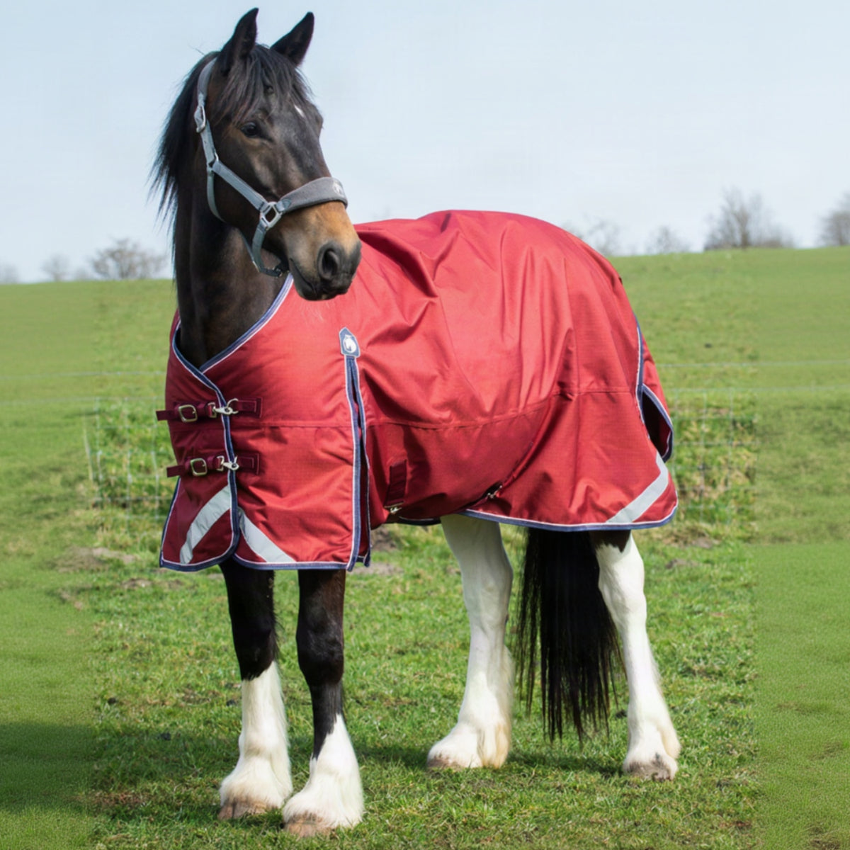 Horse wearing a red blanket in a grassy field