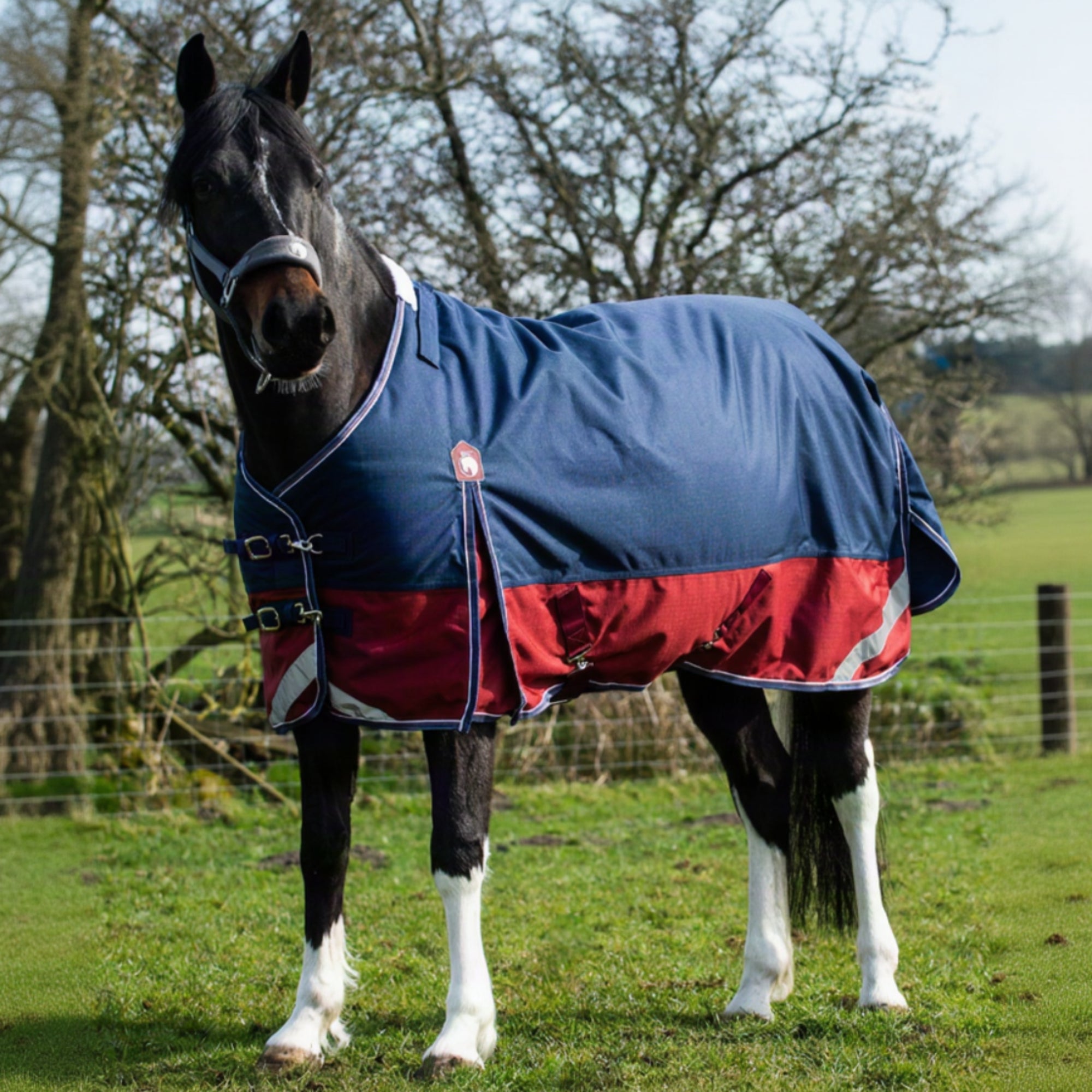Horse wearing a blue and red blanket standing in a grassy field with trees in the background