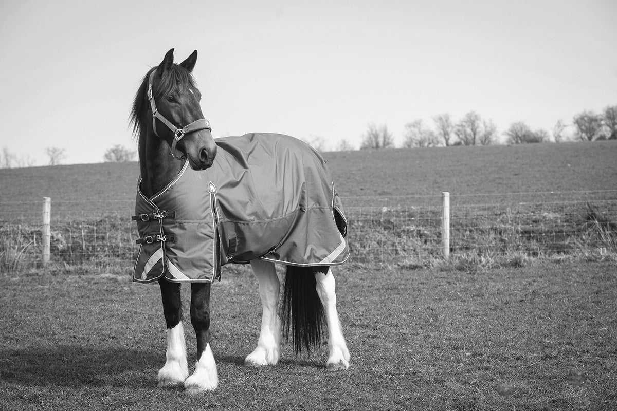 COMING SOON Epic Essential 100g Turnout Rug - Regular Fit