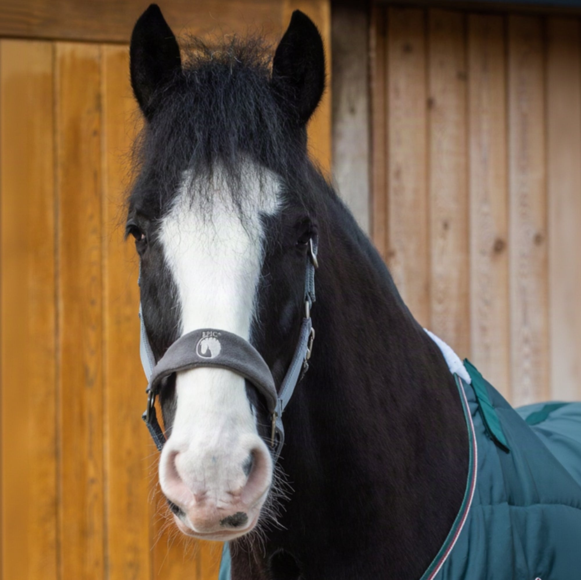 Horse wearing a green blanket in front of a wooden stable.