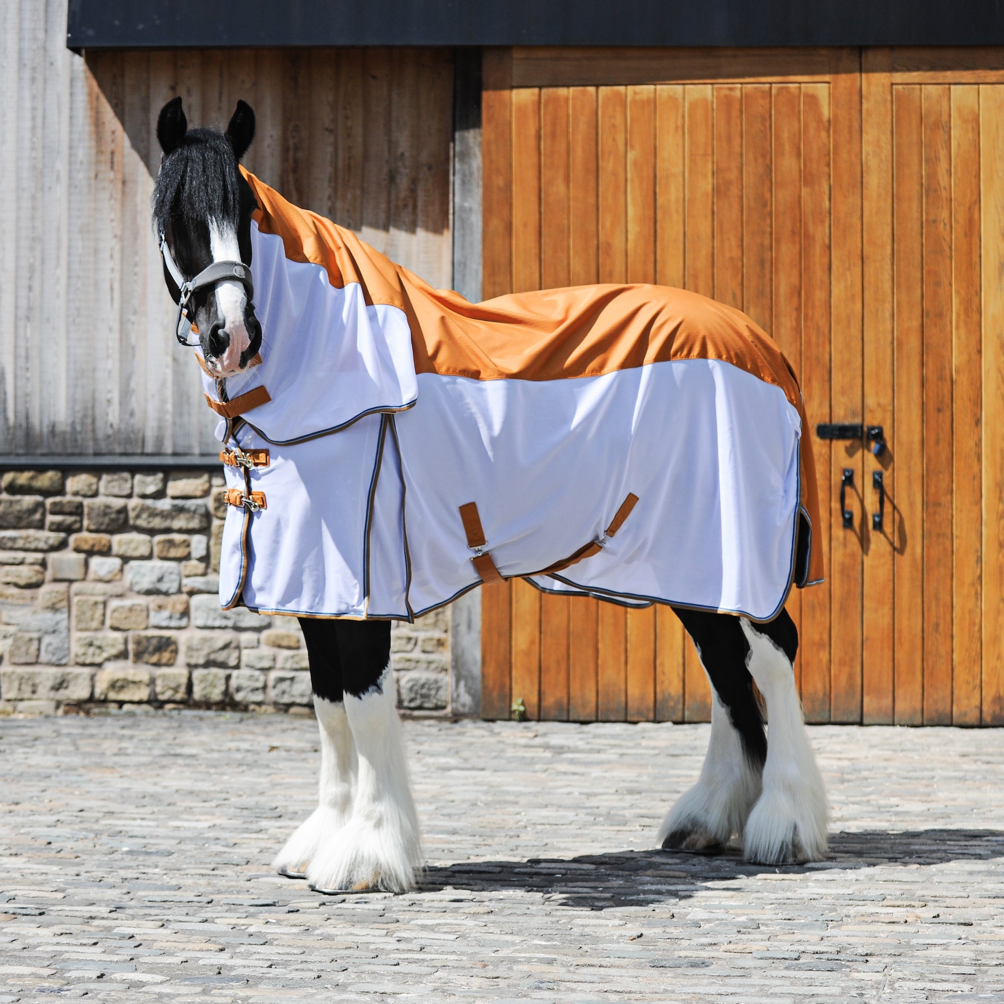 A black and white draft horse wearing a white and orange waterproof fly horse blanket with brown straps, standing in front of a wooden stable door.