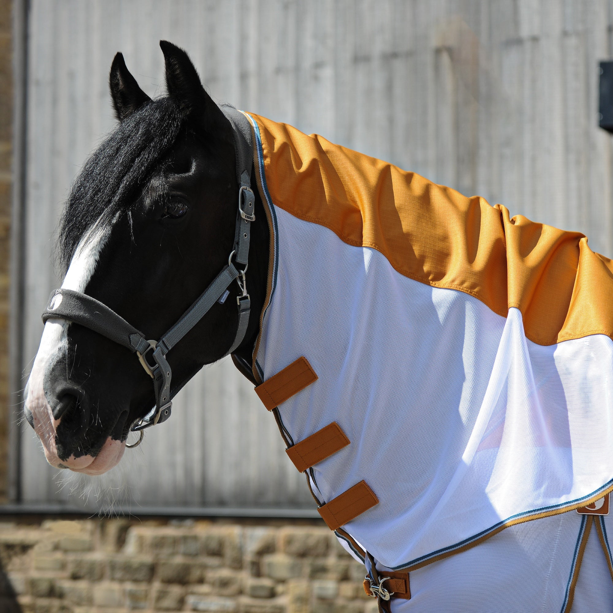 A close-up of a black horse wearing a white and orange horse fly blanket with brown straps, set against a gray wooden stable background.