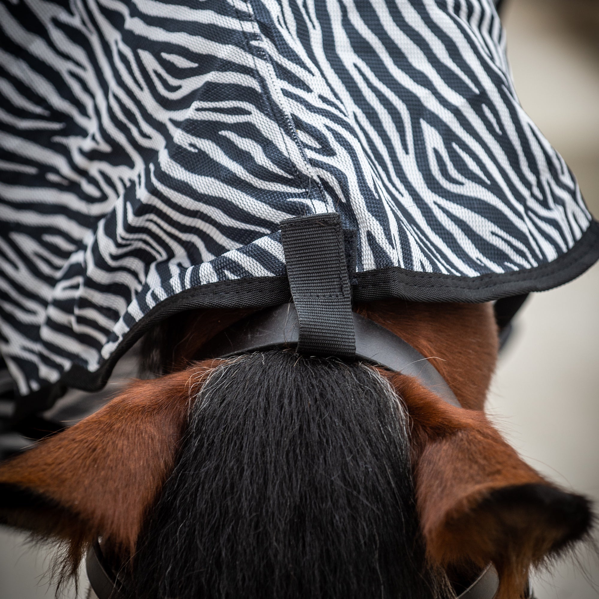 Close-up of a horse wearing a black and white zebra-patterned horse blanket with a black strap attached to the bridle.