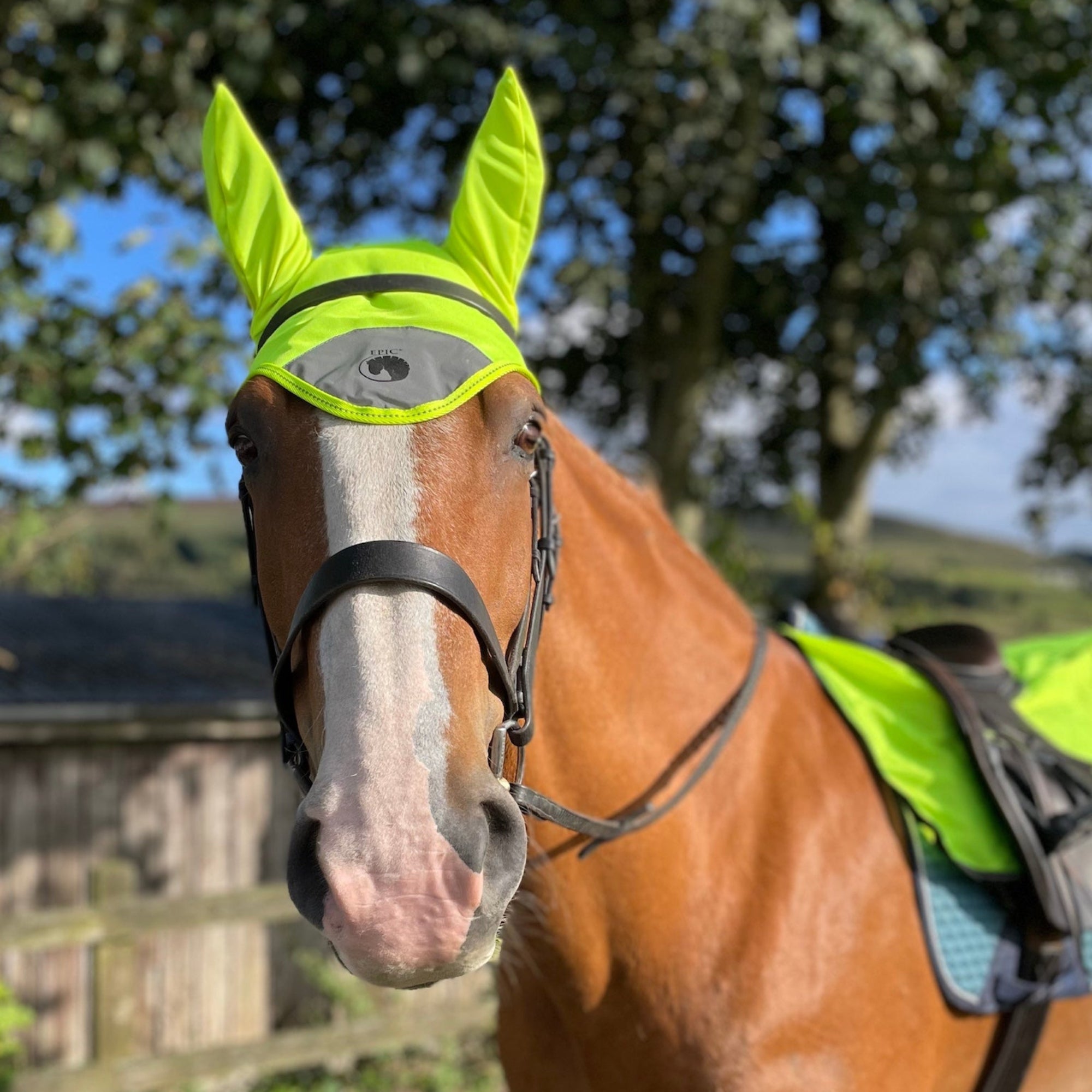 Horse wearing a high visibility bright yellow fly mask with a blurred natural background