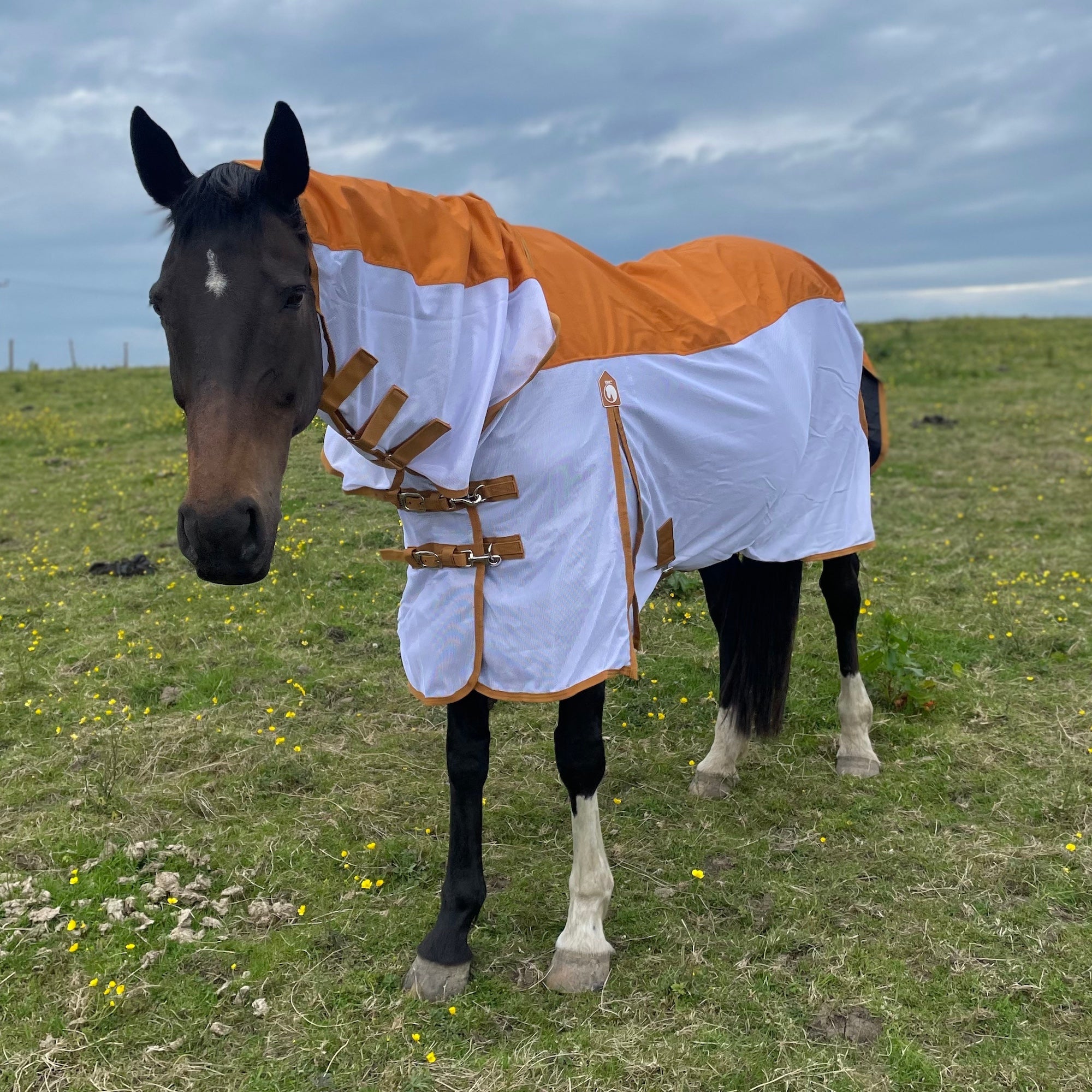 A horse standing in a grassy field wearing a two-tone orange and white waterproof fly rug with brown straps.