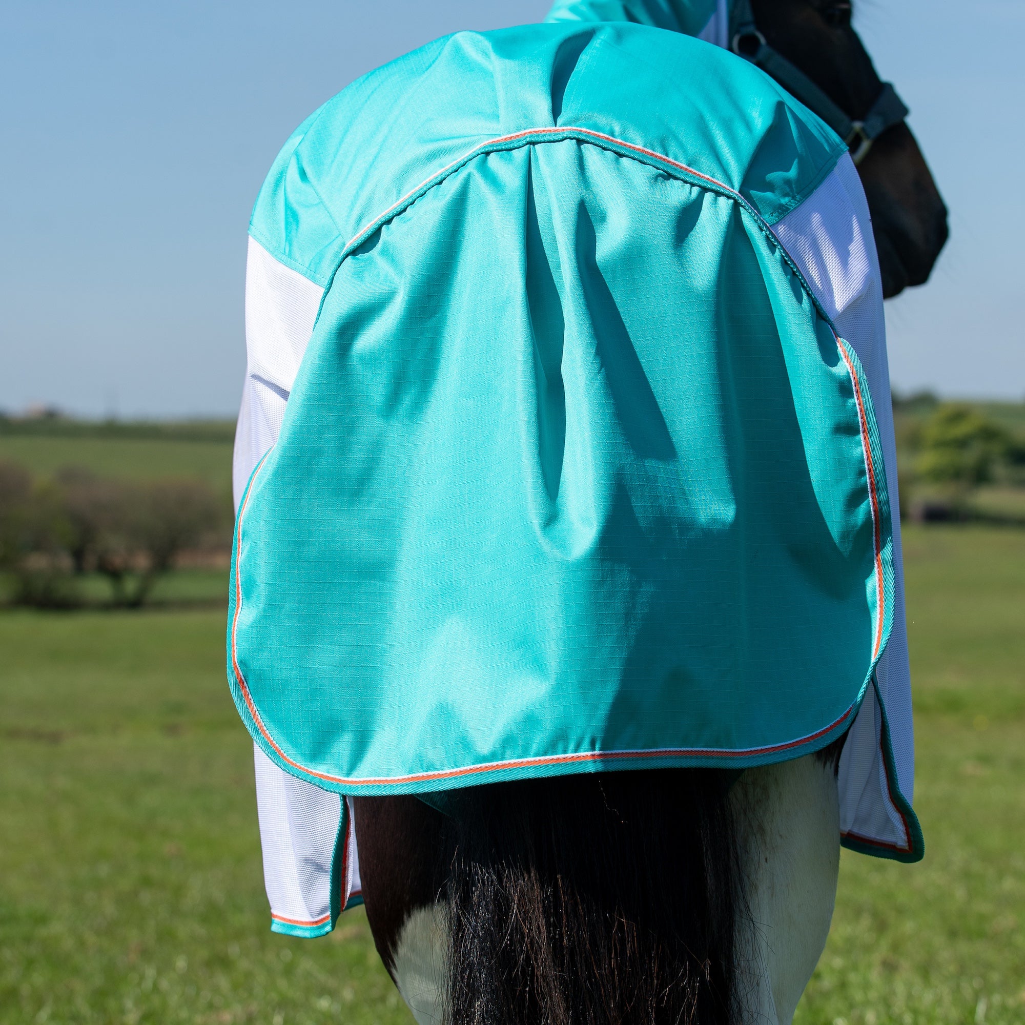 A horse wearing a turquoise and white waterproof fly rug or neck cover in an outdoor grassy field under a blue sky.