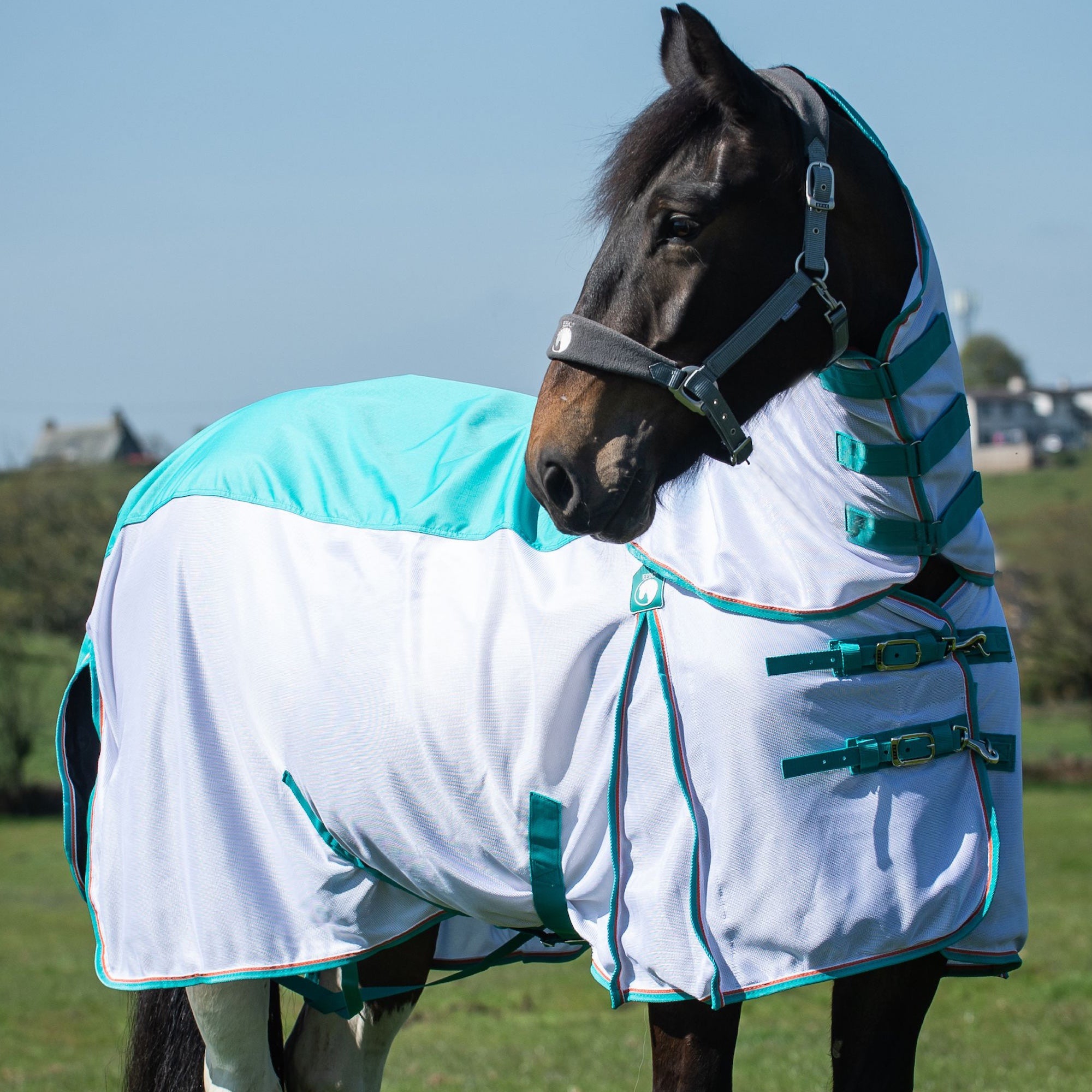 A dark brown horse standing in a grassy field wearing a white horse waterproof fly rug with turquoise trim under a clear blue sky.