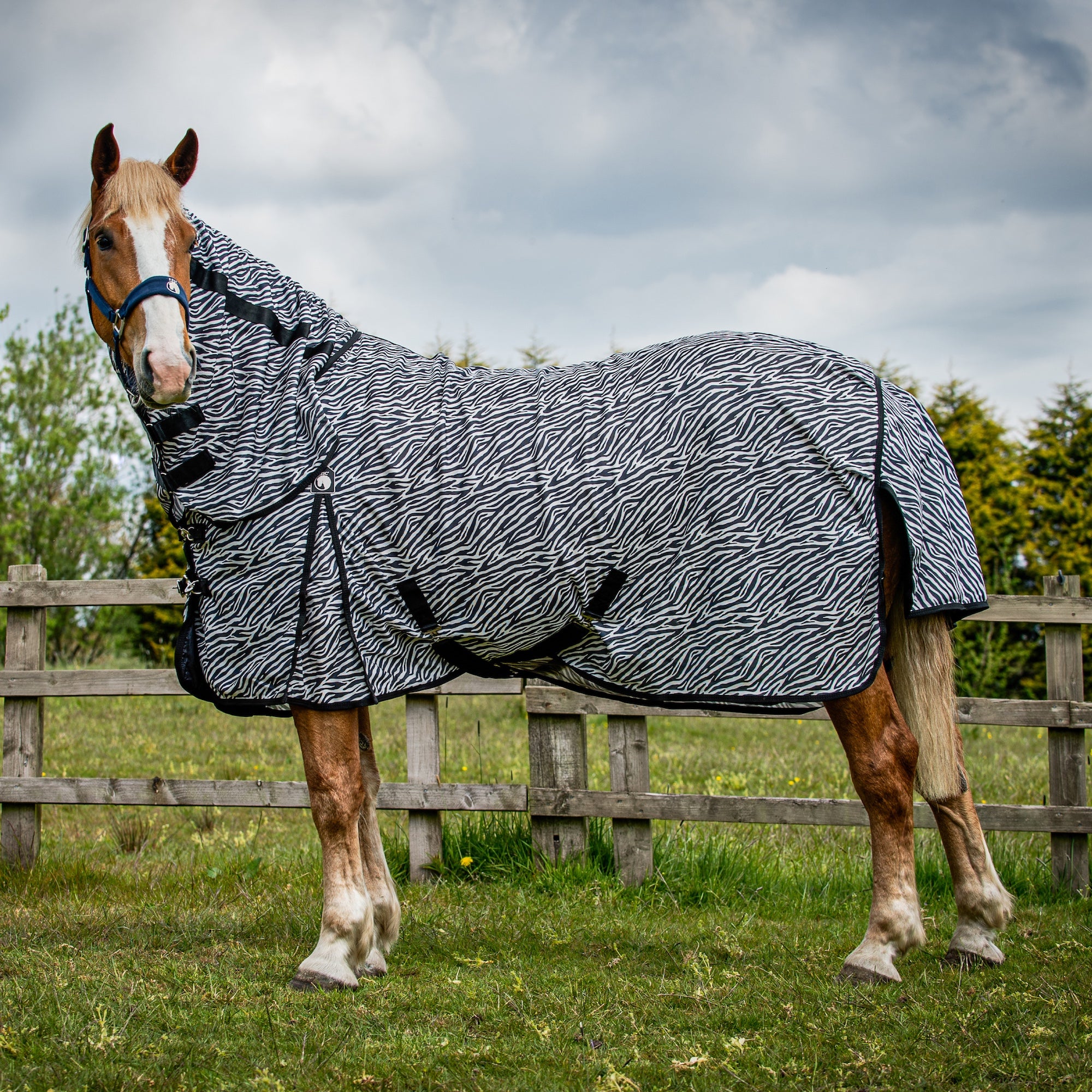 A horse standing in a grassy field in front of a wooden fence, wearing a black and white zebra-patterned horse blanket with a neck cover.