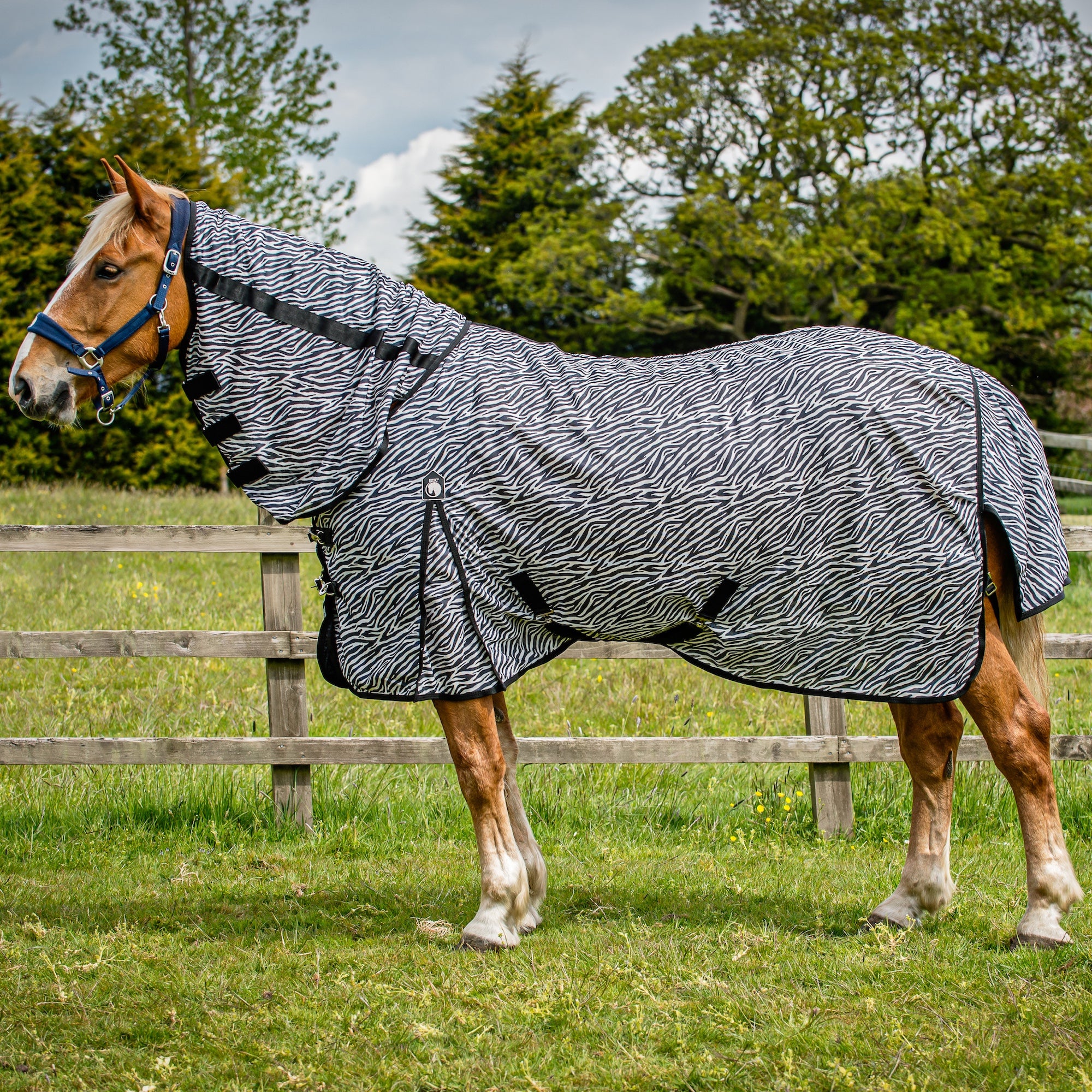 A horse standing outdoors in a grassy field wearing a zebra-print turnout blanket with a matching neck cover and blue halter.