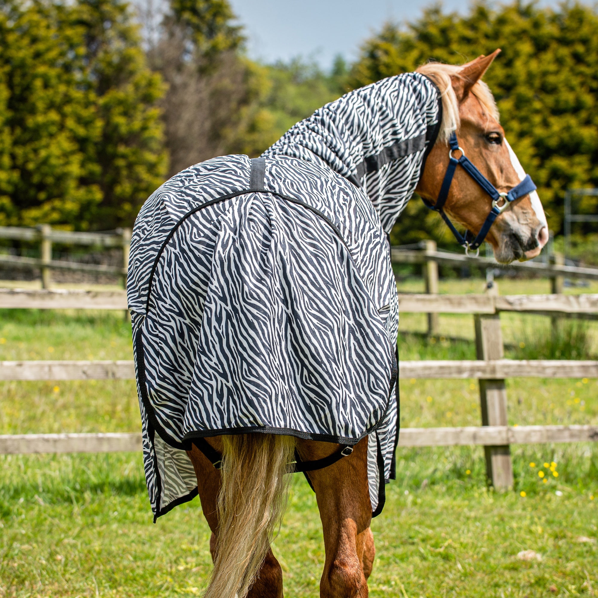 A brown horse standing in a grassy field wearing a zebra-print turnout blanket and matching neck cover with a blue halter.