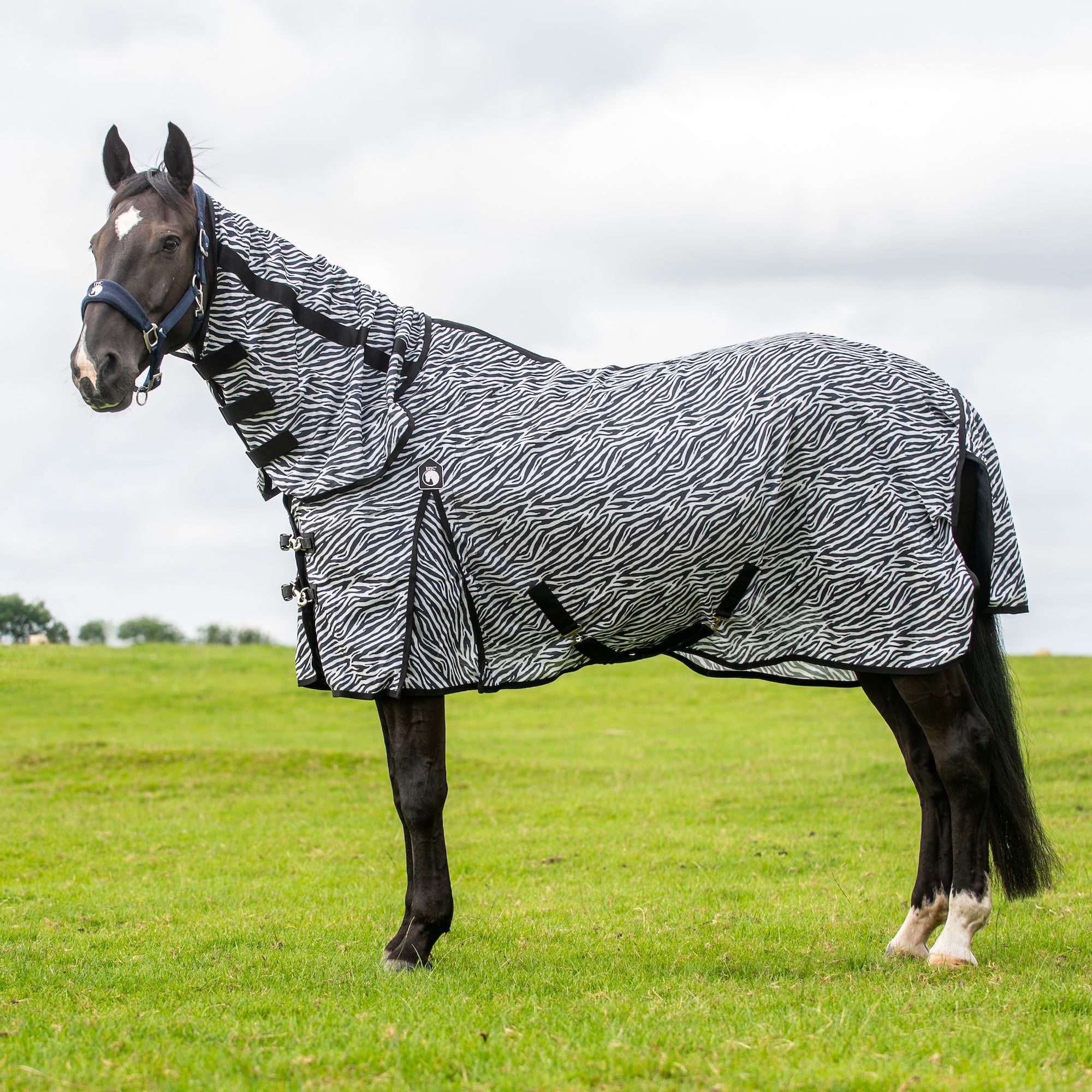 A horse standing in a grassy field wearing a zebra-print turnout blanket with black trim and straps.