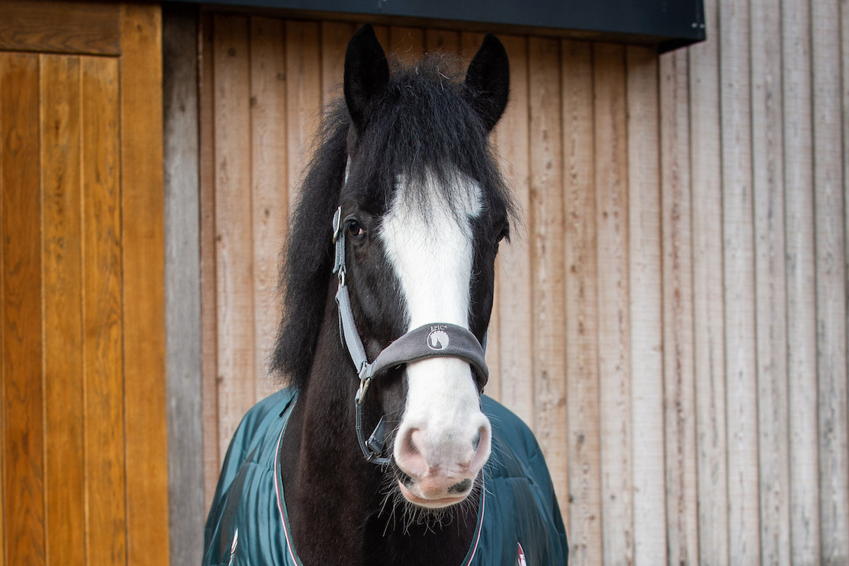 Epic Classic Adjustable Fleece Head Collar