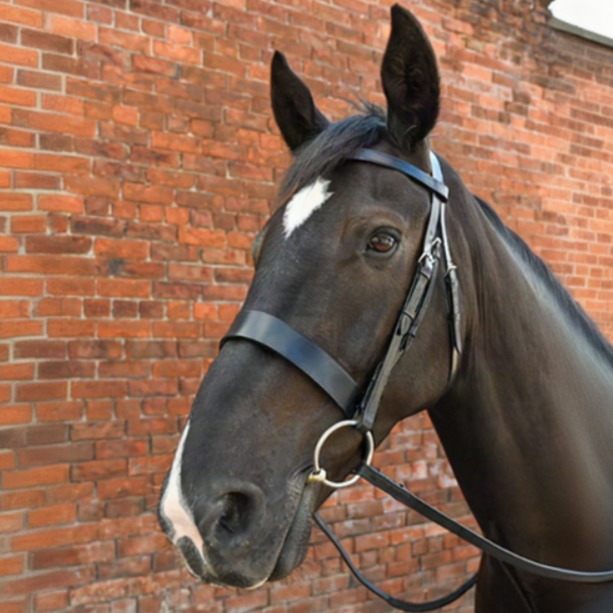 Epic Classic Hunter Bridle