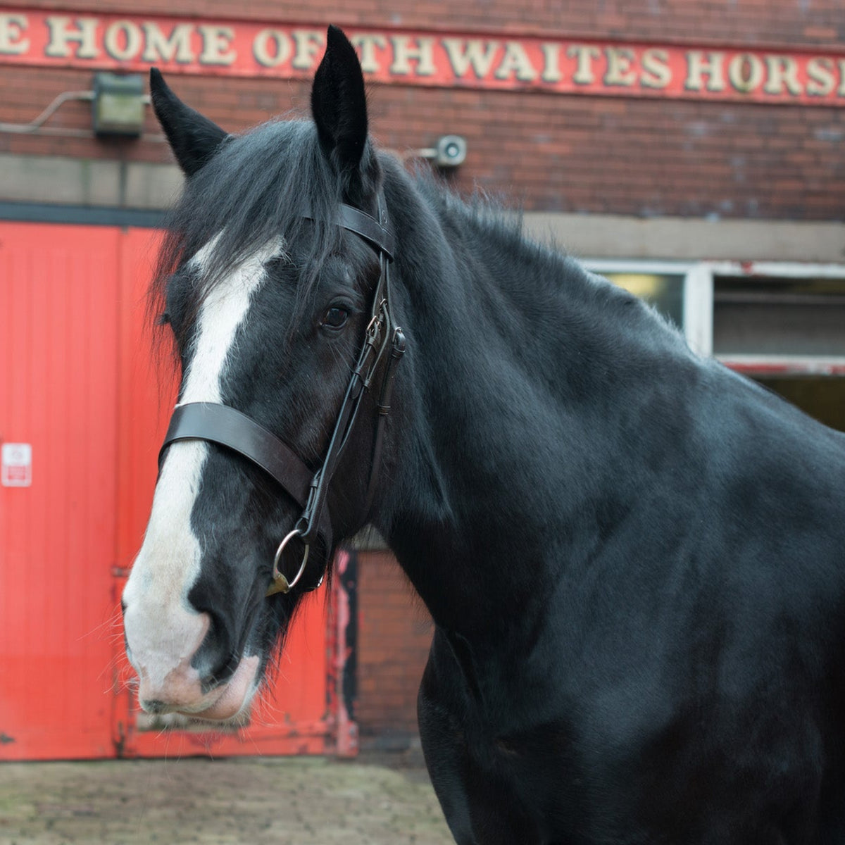 Epic Classic Hunter Bridle