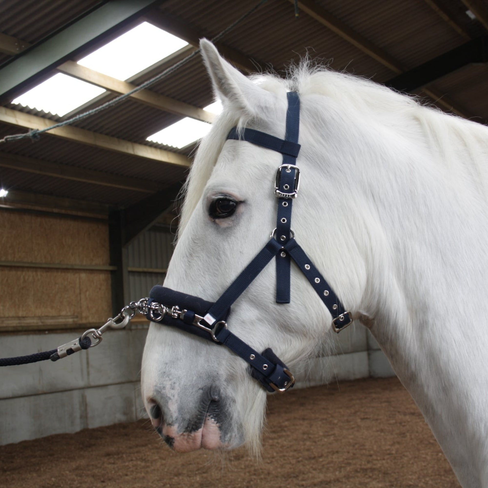 A white horse wearing a navy heavy horse lunge cavesson, positioned indoors with a stable background.