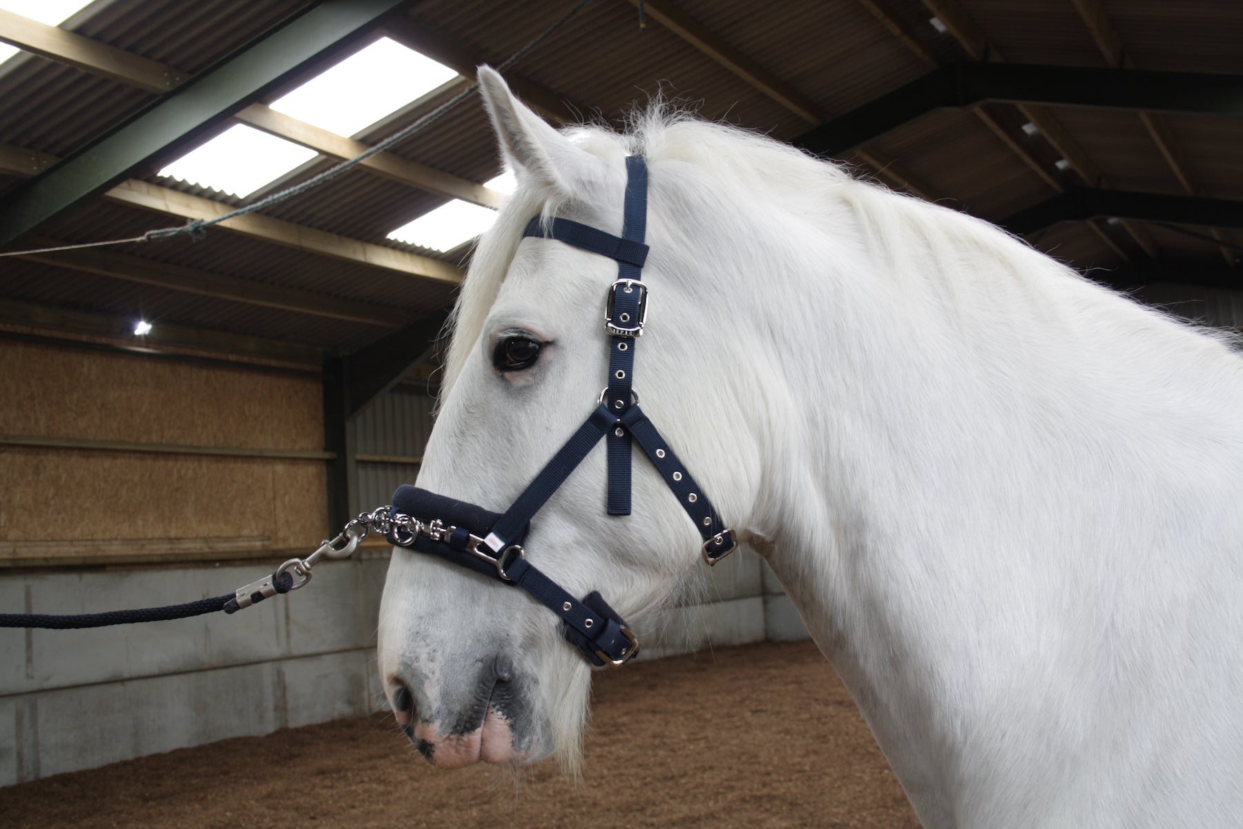 Epic Classic Lunge Cavesson