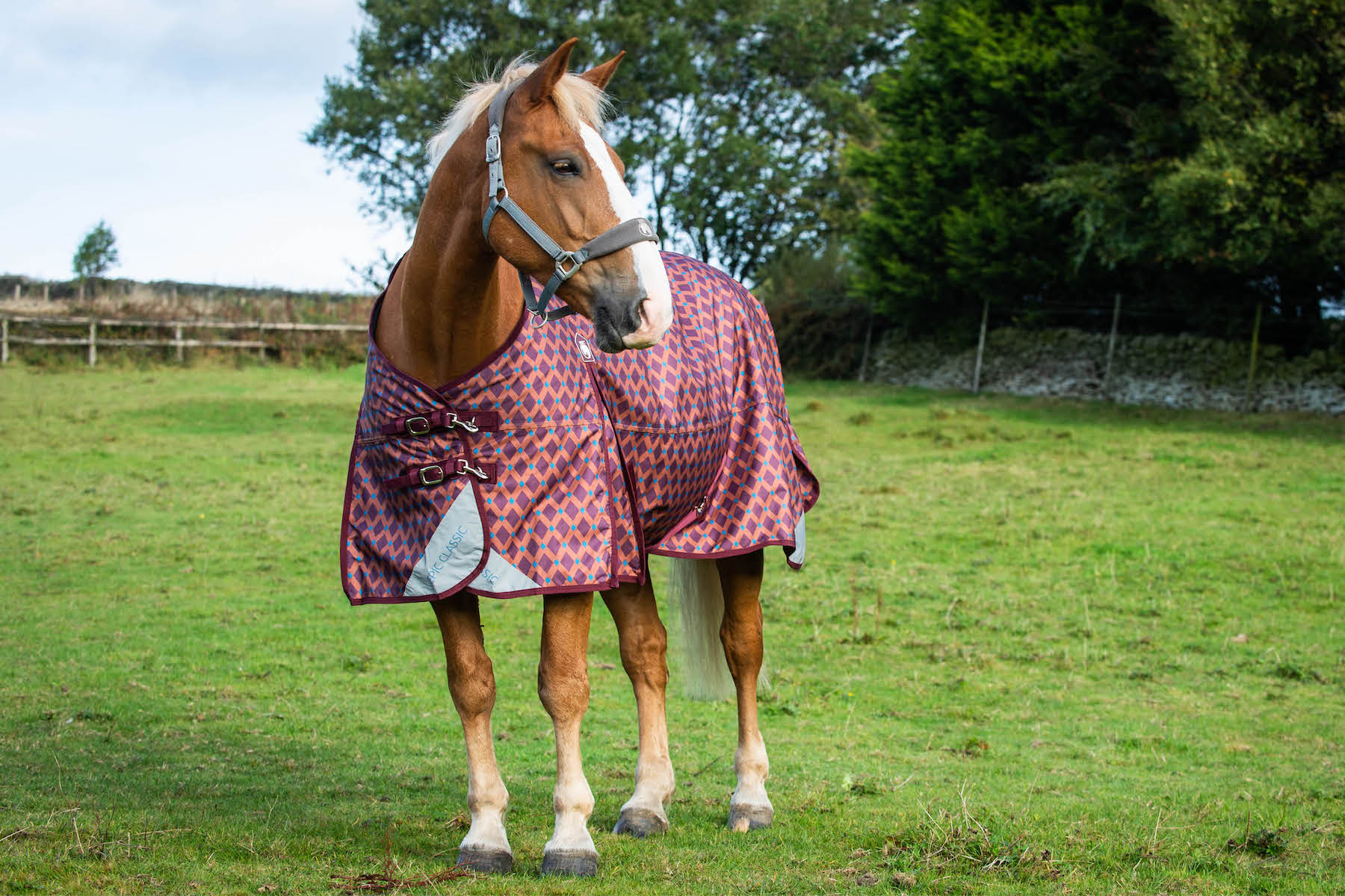 Heavy Horse Turnout Rugs: Epic Classic vs Epic Essential