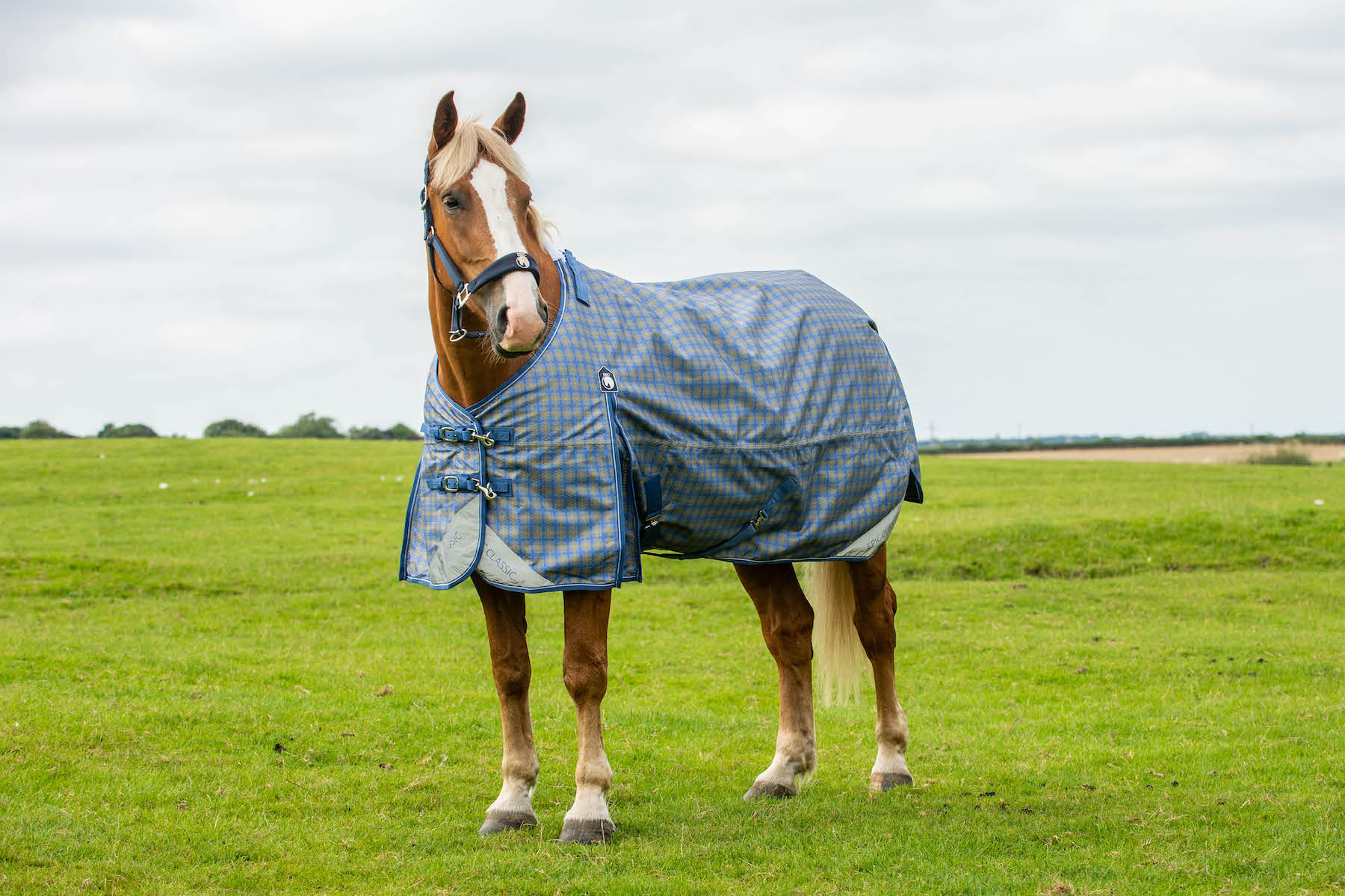 Heavy Horse Turnout Rugs: What Denier Is Best?