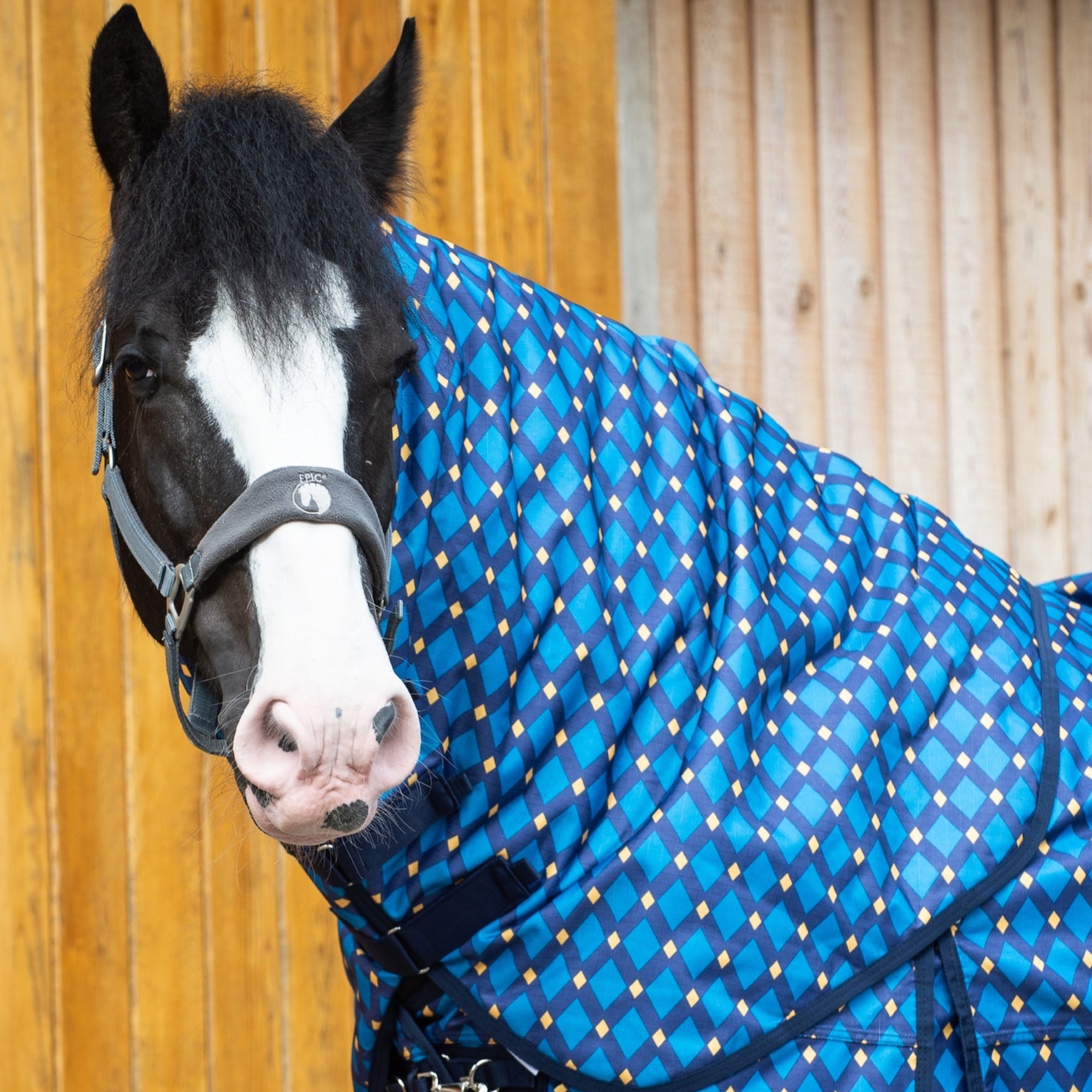 Horse wearing a blue patterned rug against a wooden background