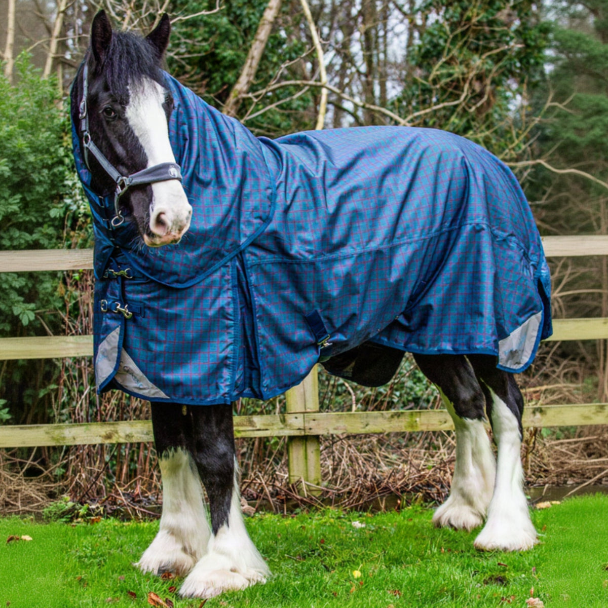 Horse wearing a blue rug in a natural setting with trees and grass.