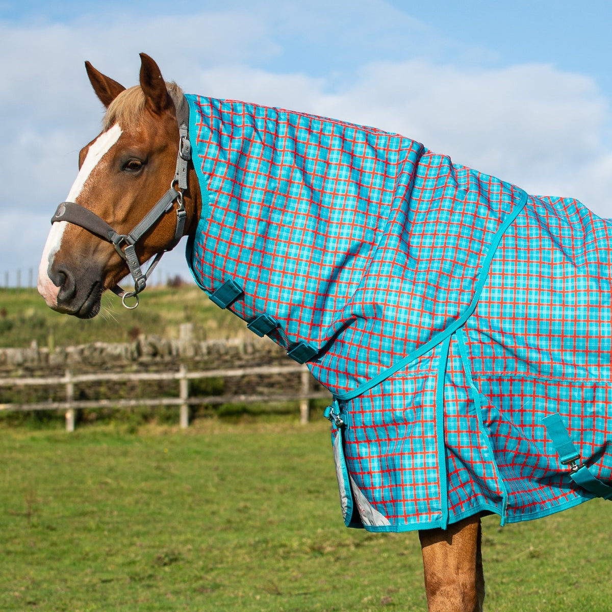 Horse wearing a blue checkered rug in a grassy field