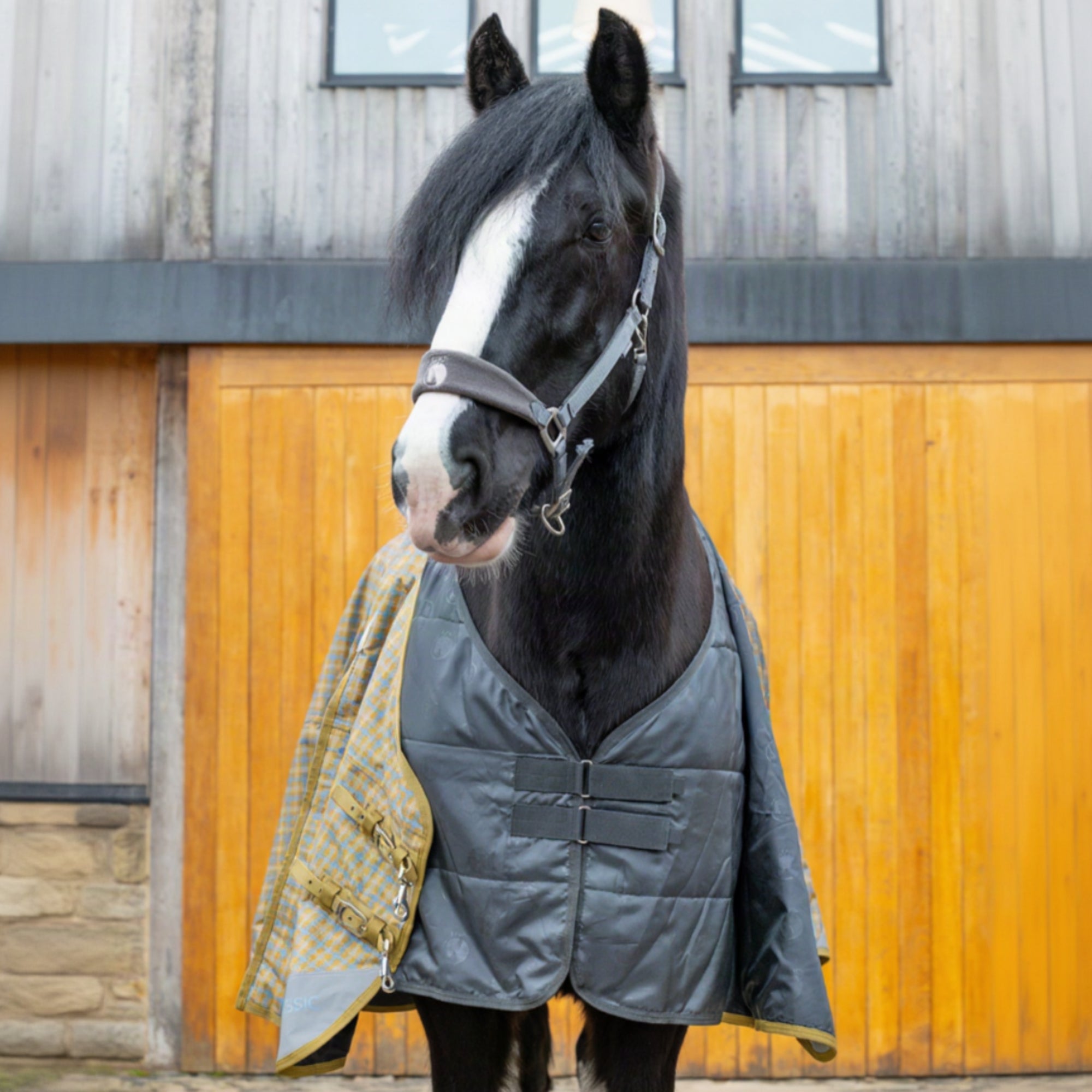 Horse wearing a blacxk rug liner with a green blanket draped over its back, standing in front of a wooden stable door.