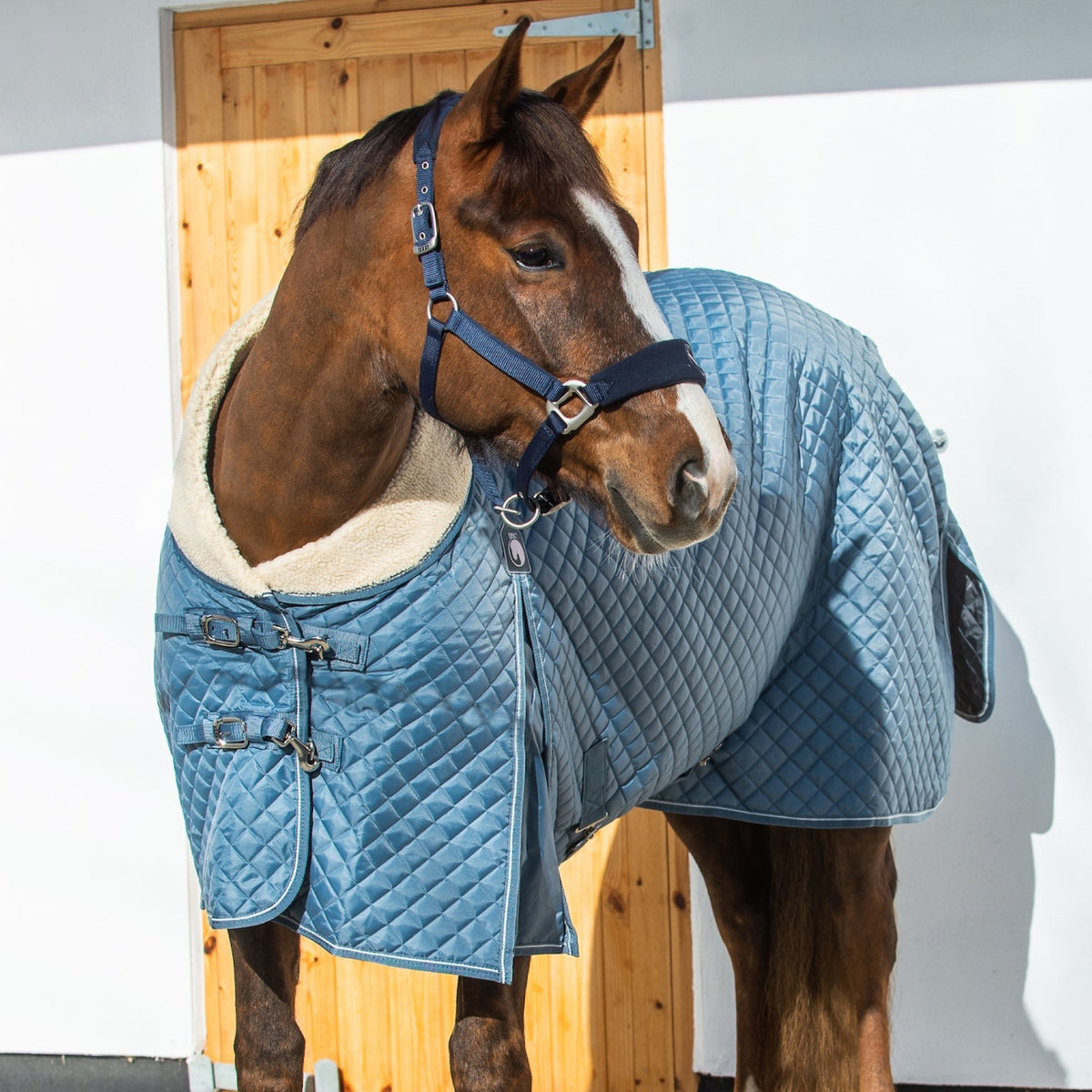 Horse wearing a blue quilted blanket standing in a stable.