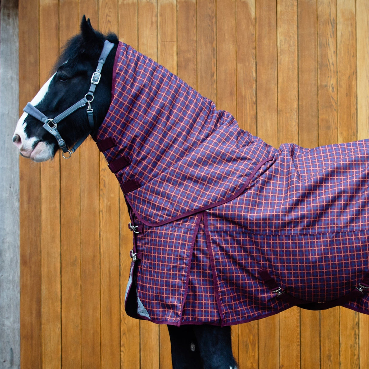 Horse wearing a burgundy checkered rug against a wooden wall.