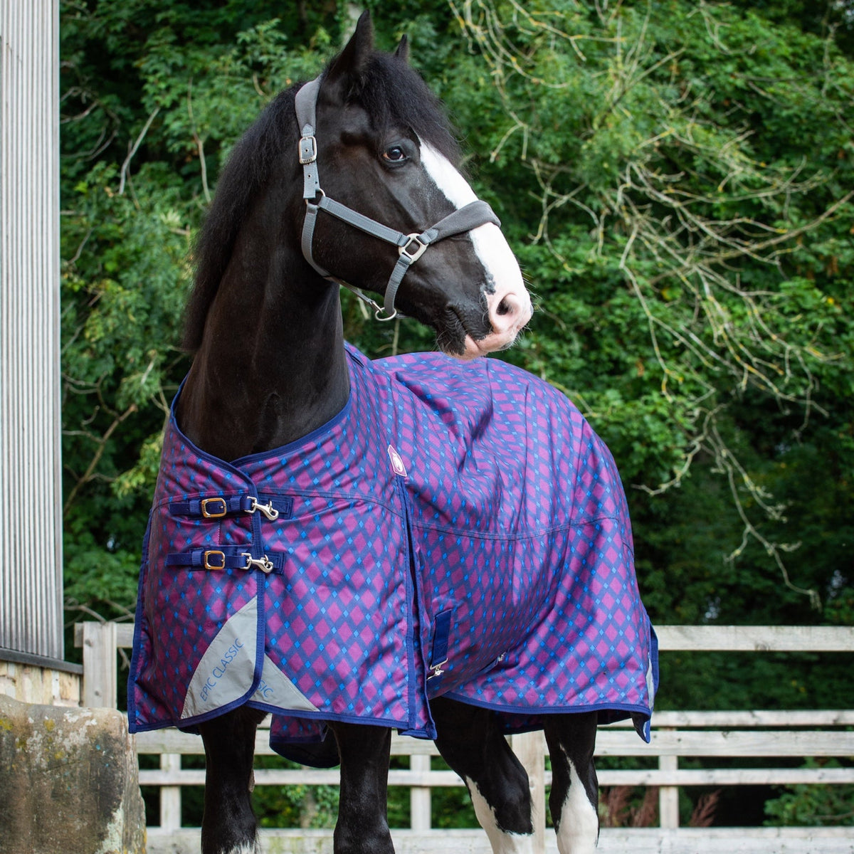 Horse wearing a purple quilted blanket standing on a paved area with greenery in the background