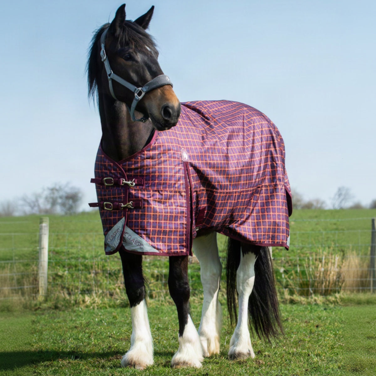 Horse wearing a red and blue checkered rug in an open field